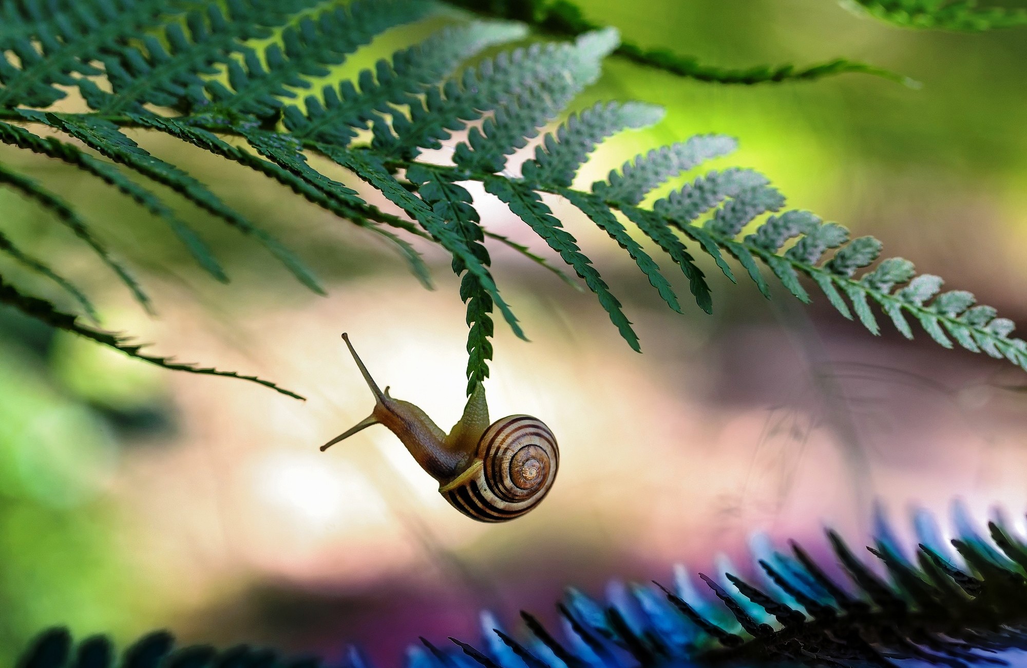 plant, snail, animal, green, leaf Smartphone Background