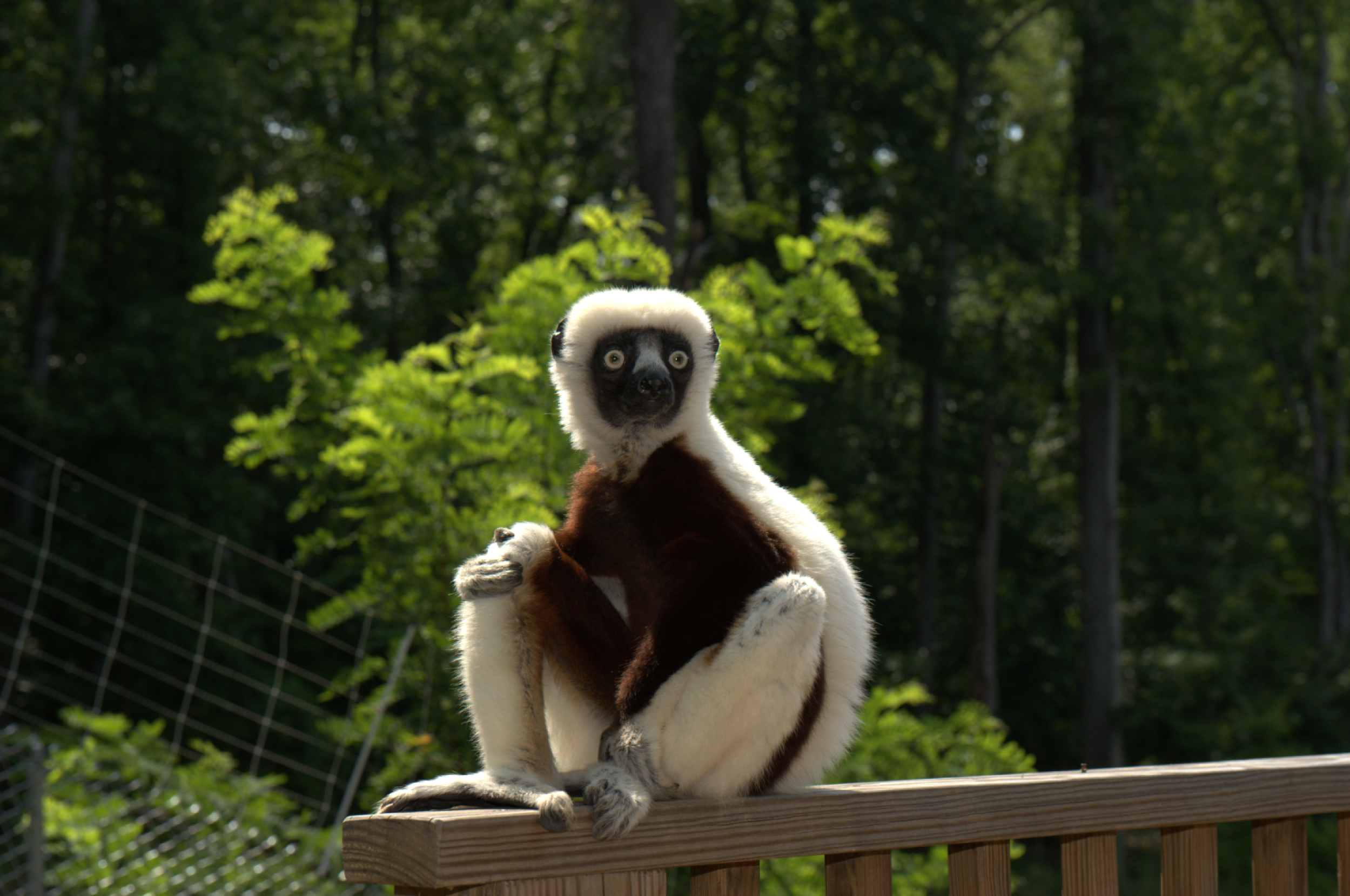 90152 Bild herunterladen tiere, 2014, lemur, zoboomafoo, zoboo - Hintergrundbilder und Bildschirmschoner kostenlos
