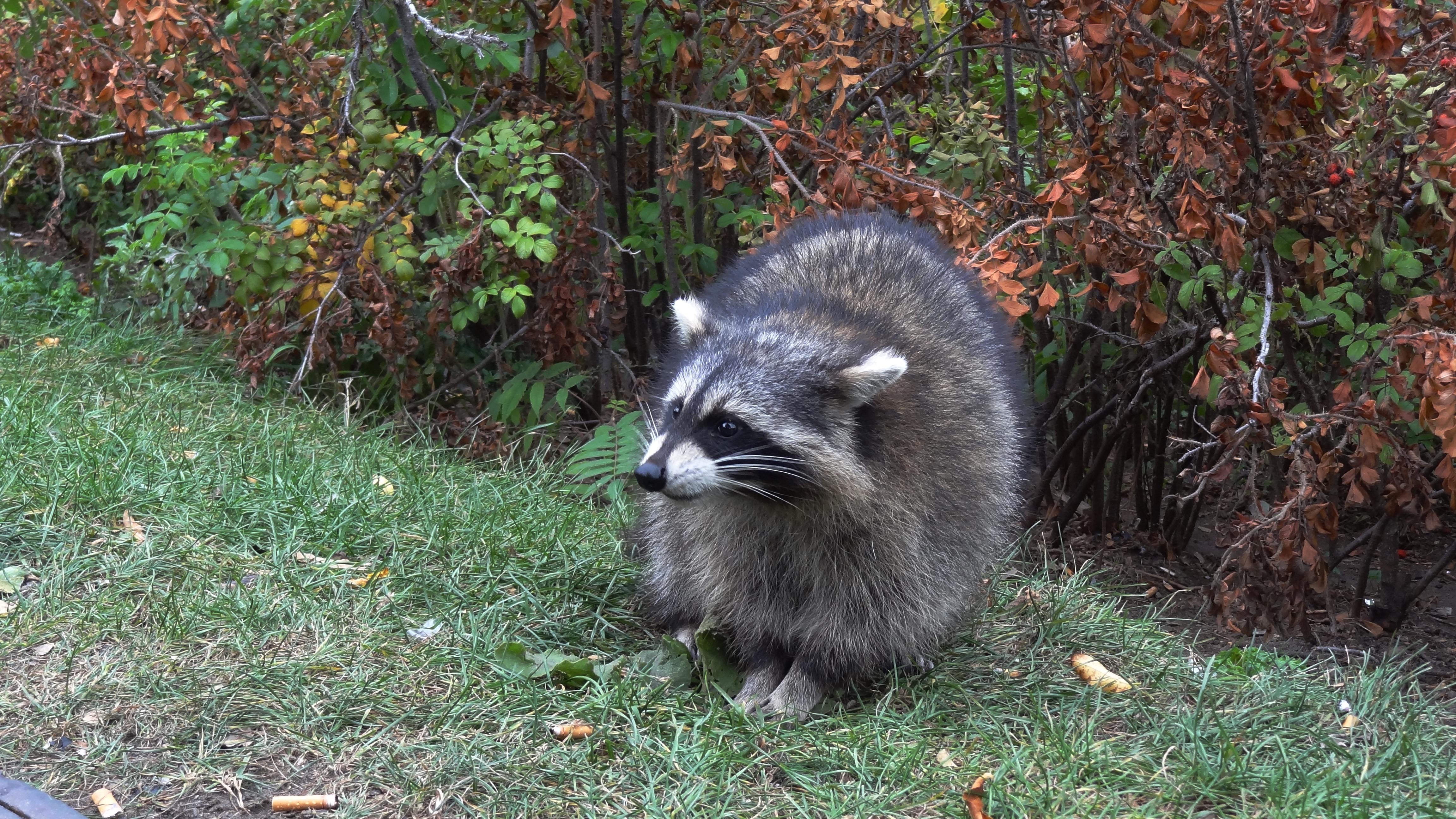 Download mobile wallpaper Grass, Animals, Forest, Stroll, Raccoon for free.