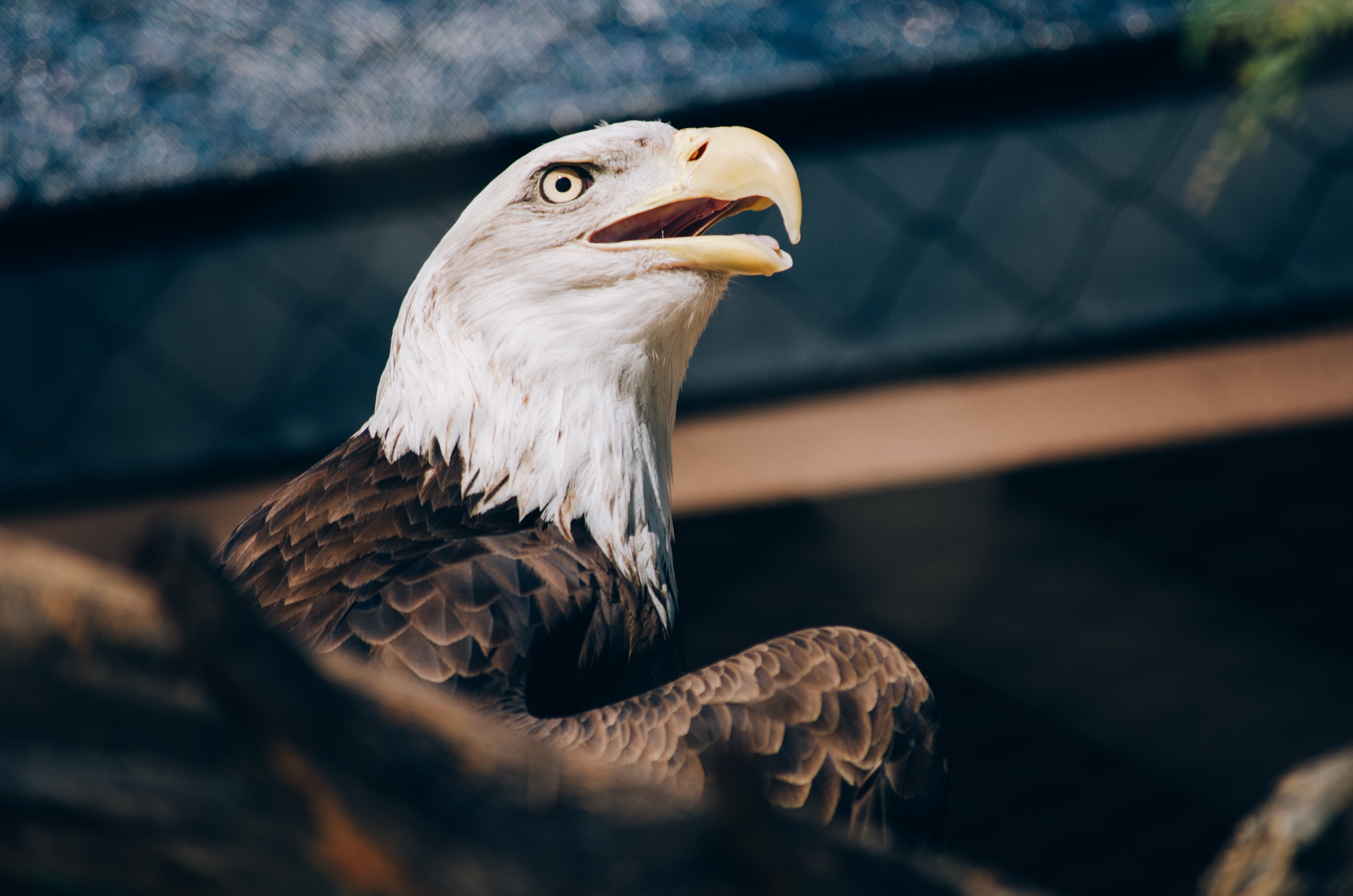 96410 descargar fondo de pantalla águila cabeciblanca, animales, pico, pájaro, depredador, águila, águila calva: protectores de pantalla e imágenes gratis