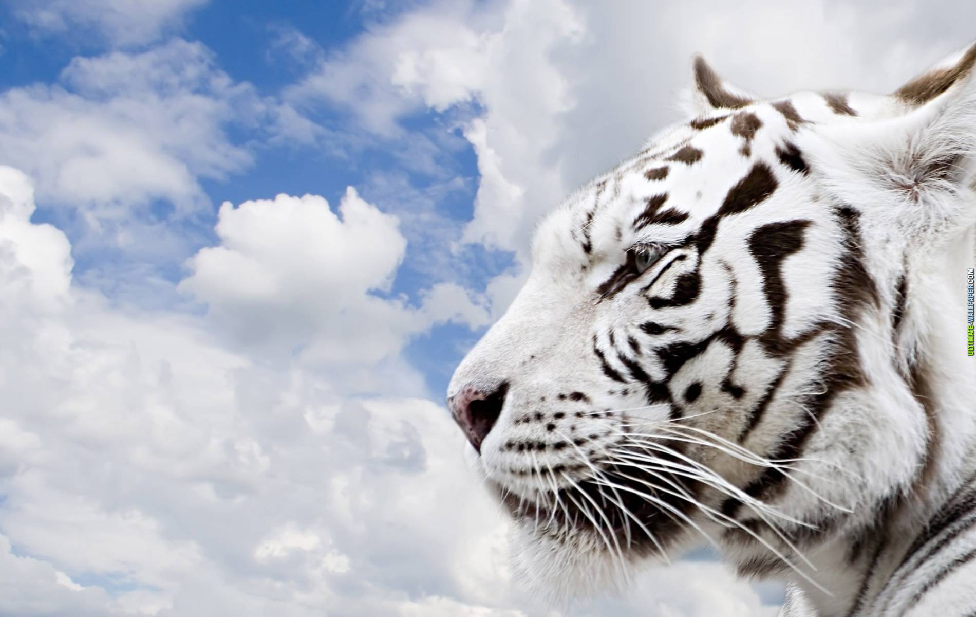 animal, white tiger, tiger, cats 2160p