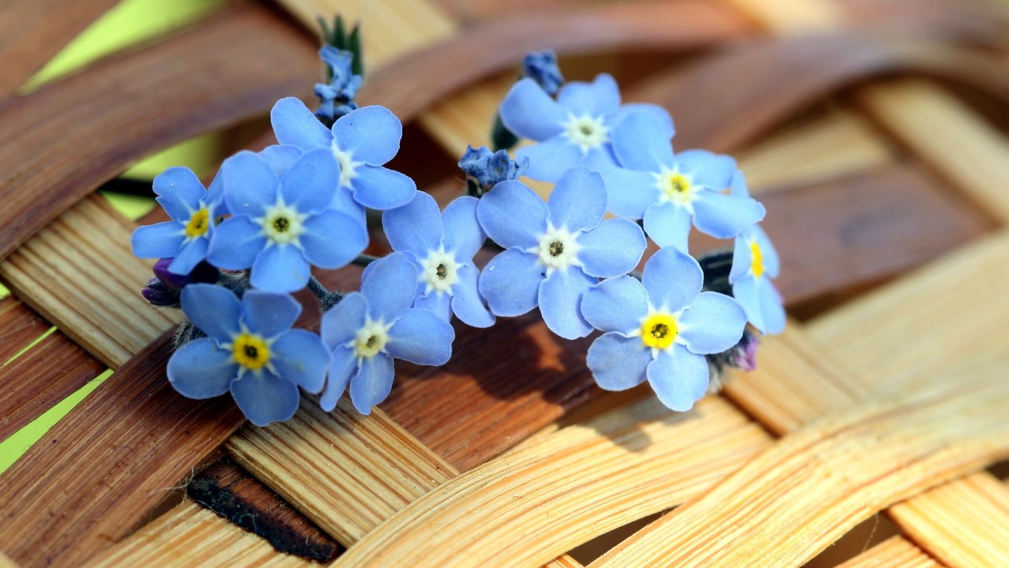 Незабудка Myosotis Myomark