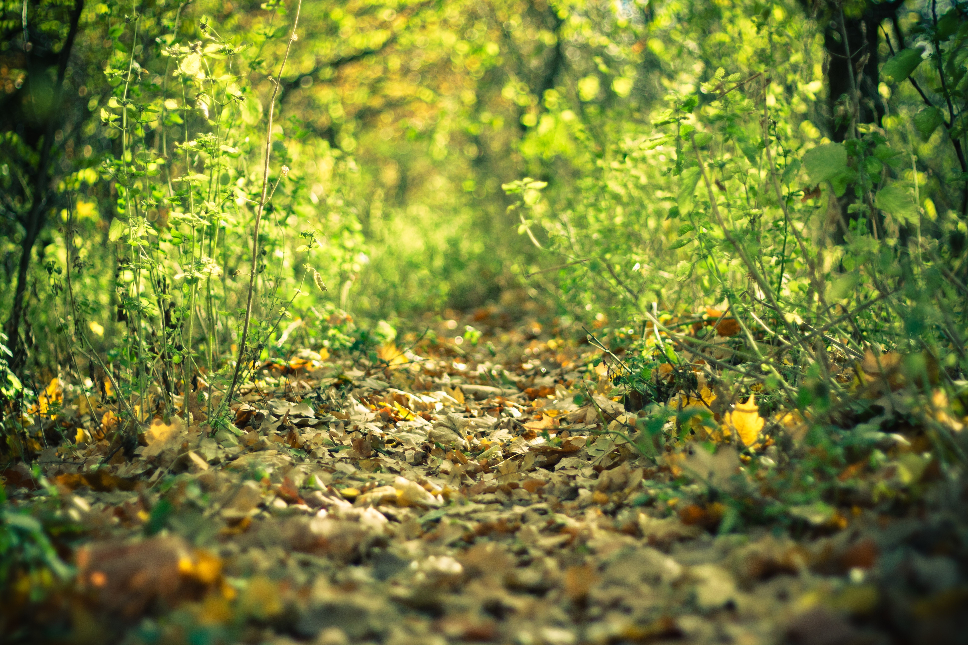 Laden Sie das Grass, Blätter, Pfad, Weg, Natur, Herbst-Bild kostenlos auf Ihren PC-Desktop herunter