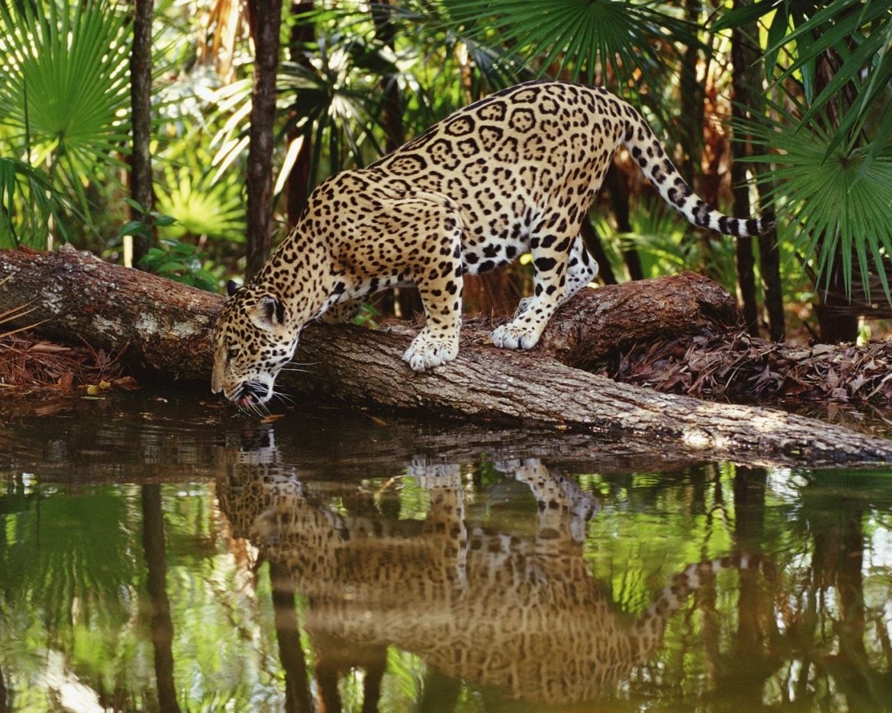 4855 Hintergrundbild herunterladen tiere, leopards - Bildschirmschoner und Bilder kostenlos