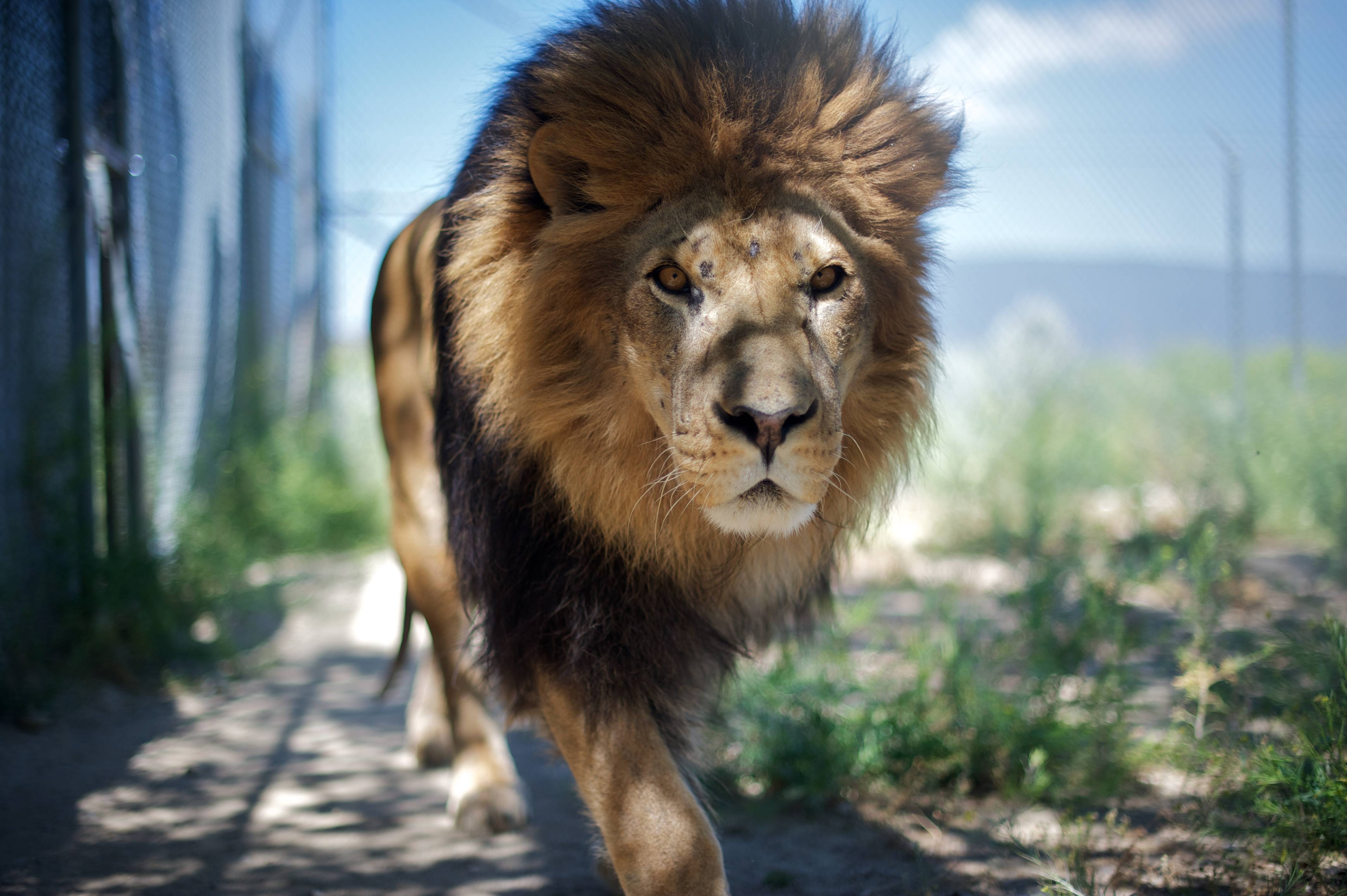 108187 descargar imagen un leon, animales, bozal, sombra, león, depredador, melena: fondos de pantalla y protectores de pantalla gratis