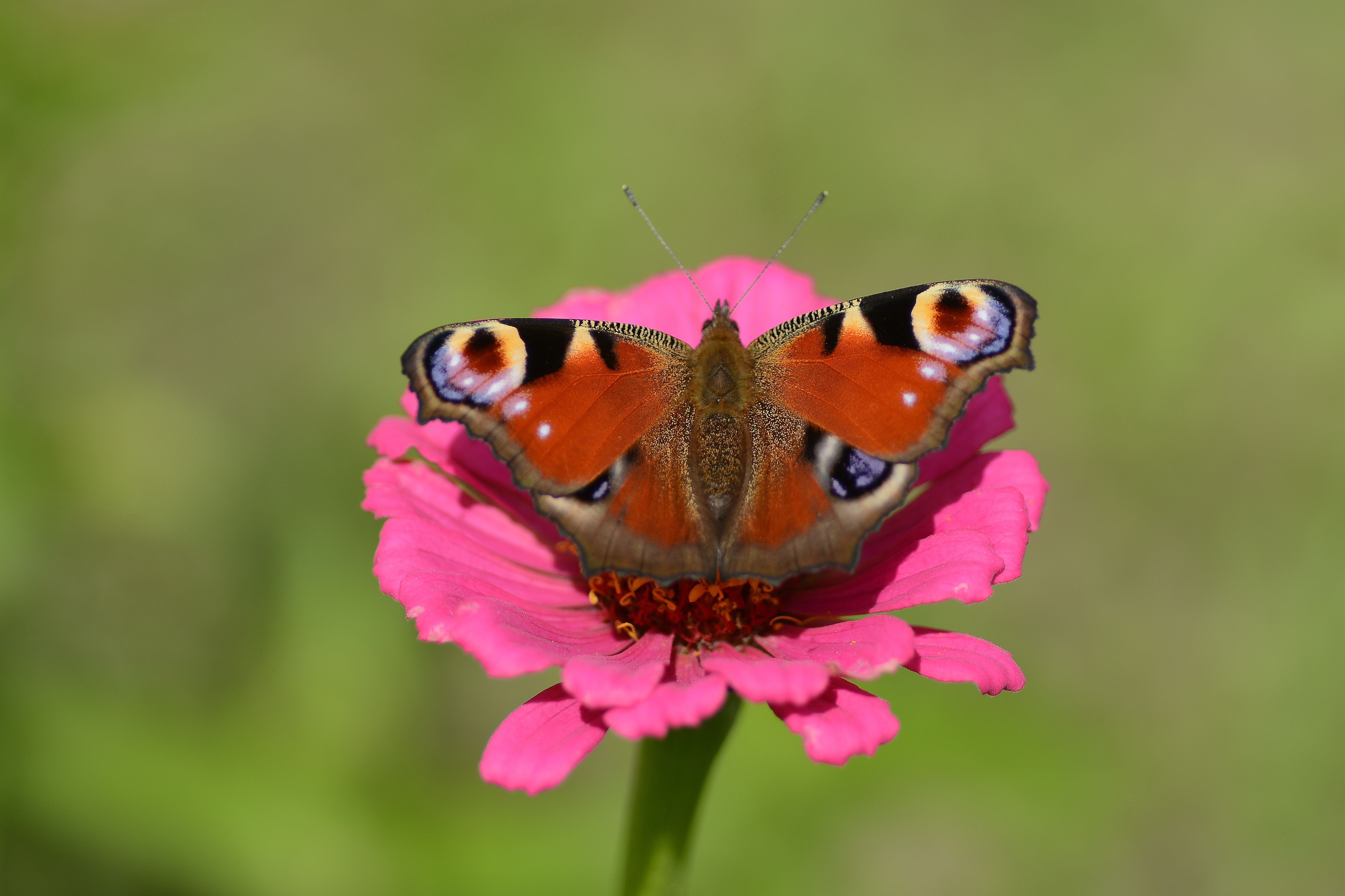 High Definition Peacock Butterfly wallpaper