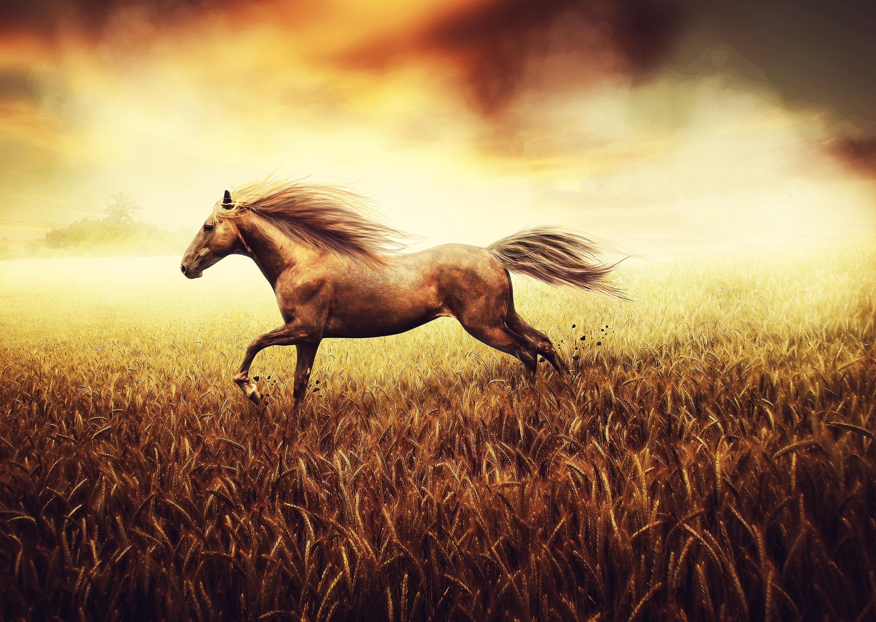 Фон лошадками. Лошадь бежит. Красивые лошади. Лошадь в поле. Лошадь скачет.