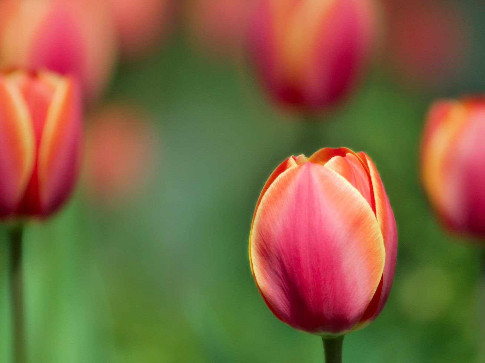 130107 Bildschirmschoner und Hintergrundbilder Tulpen auf Ihrem Telefon. Laden Sie  Bilder kostenlos herunter