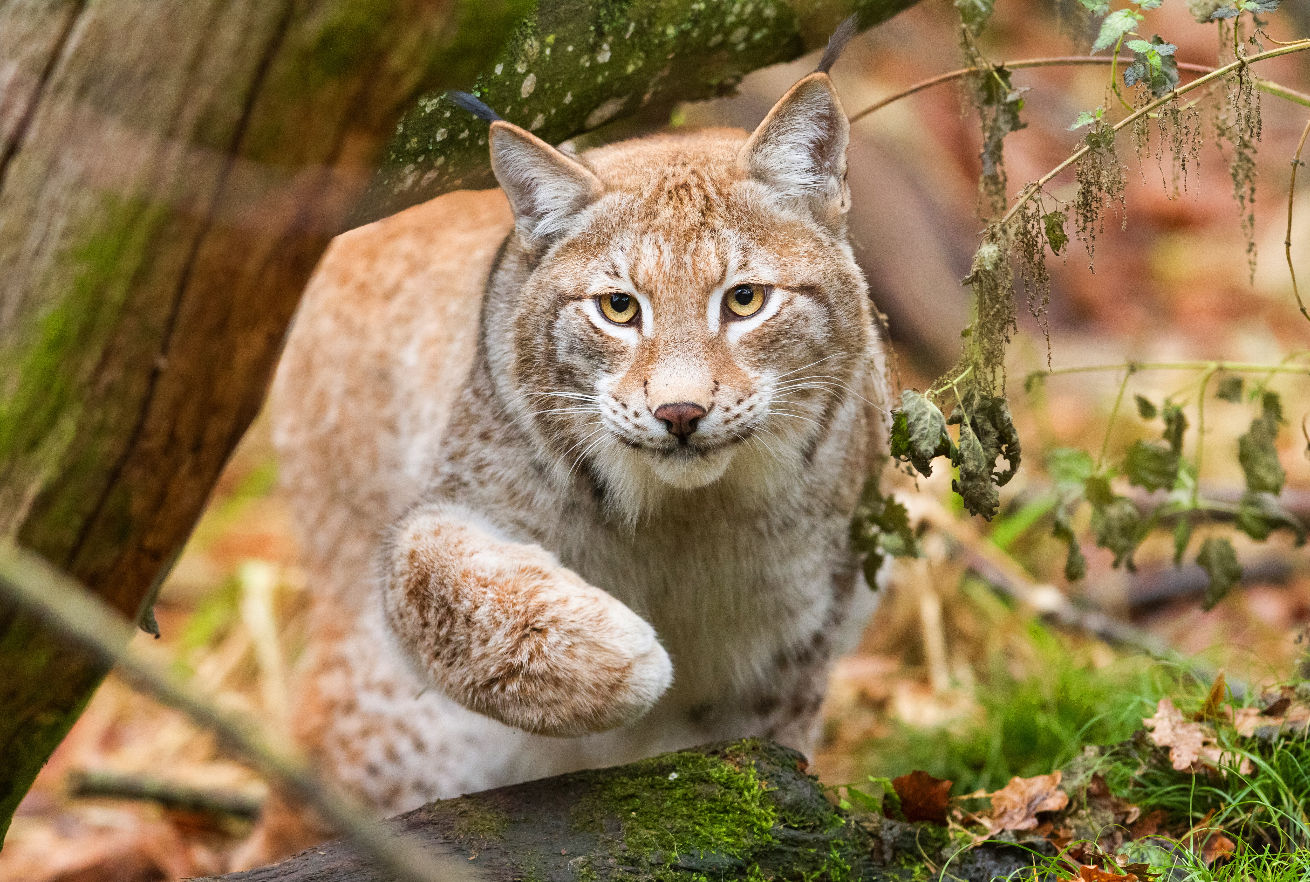 Téléchargez gratuitement l'image Lynx, Chats, Animaux sur le bureau de votre PC