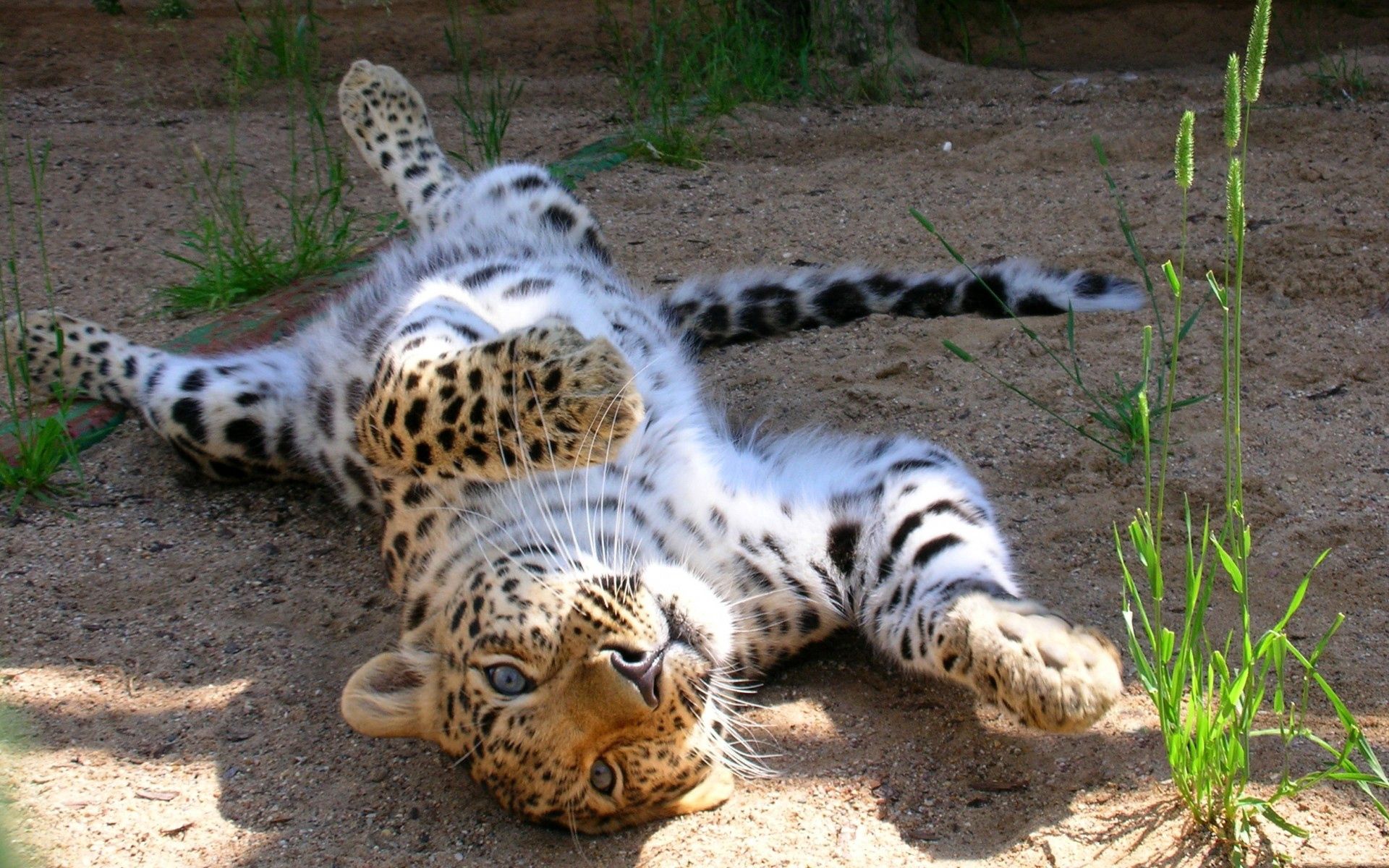 joey, leopard, animals, young, playful, tumble, somersault