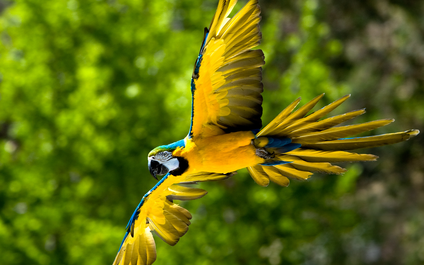 animal, blue and yellow macaw, bird, birds