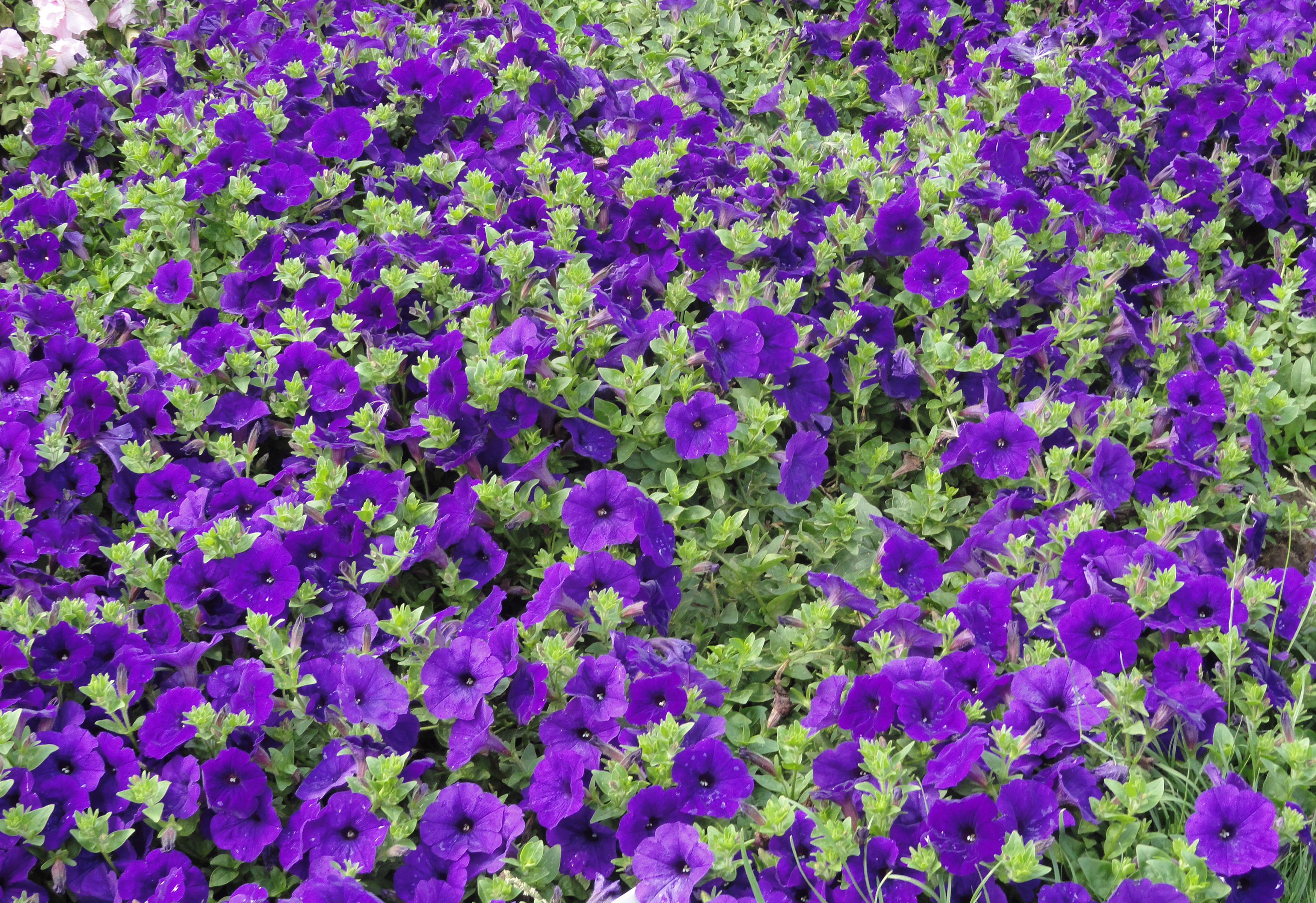 petunia, earth, flower, nature, purple flower, flowers Smartphone Background