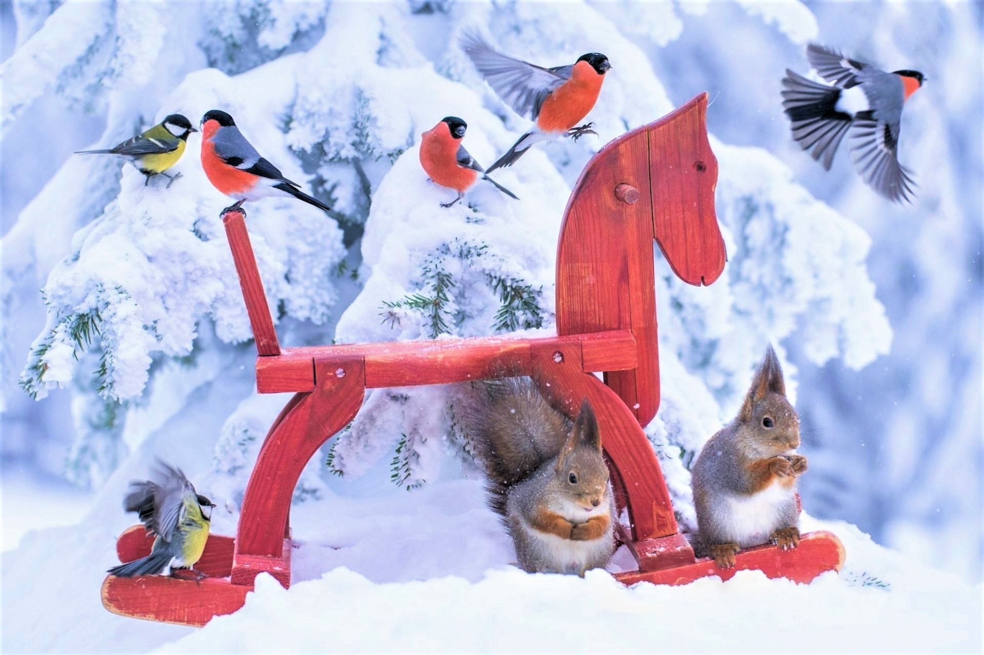 bullfinch, animal, bird, rocking horse, snow, squirrel, winter, birds