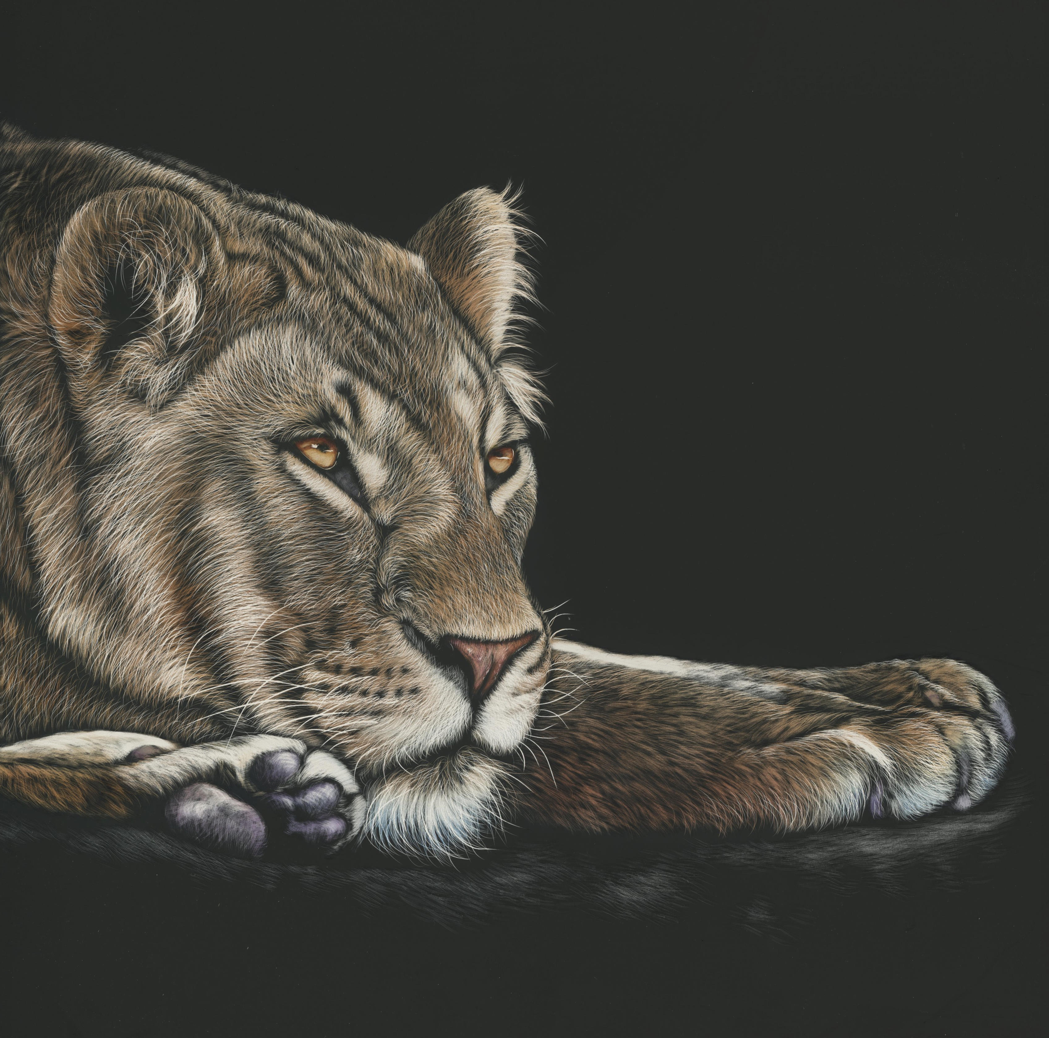 79102 免費下載壁紙 艺术, 狮子, 图片, 图 10, 大猫, 视线, 查看, 母狮 屏保和圖片