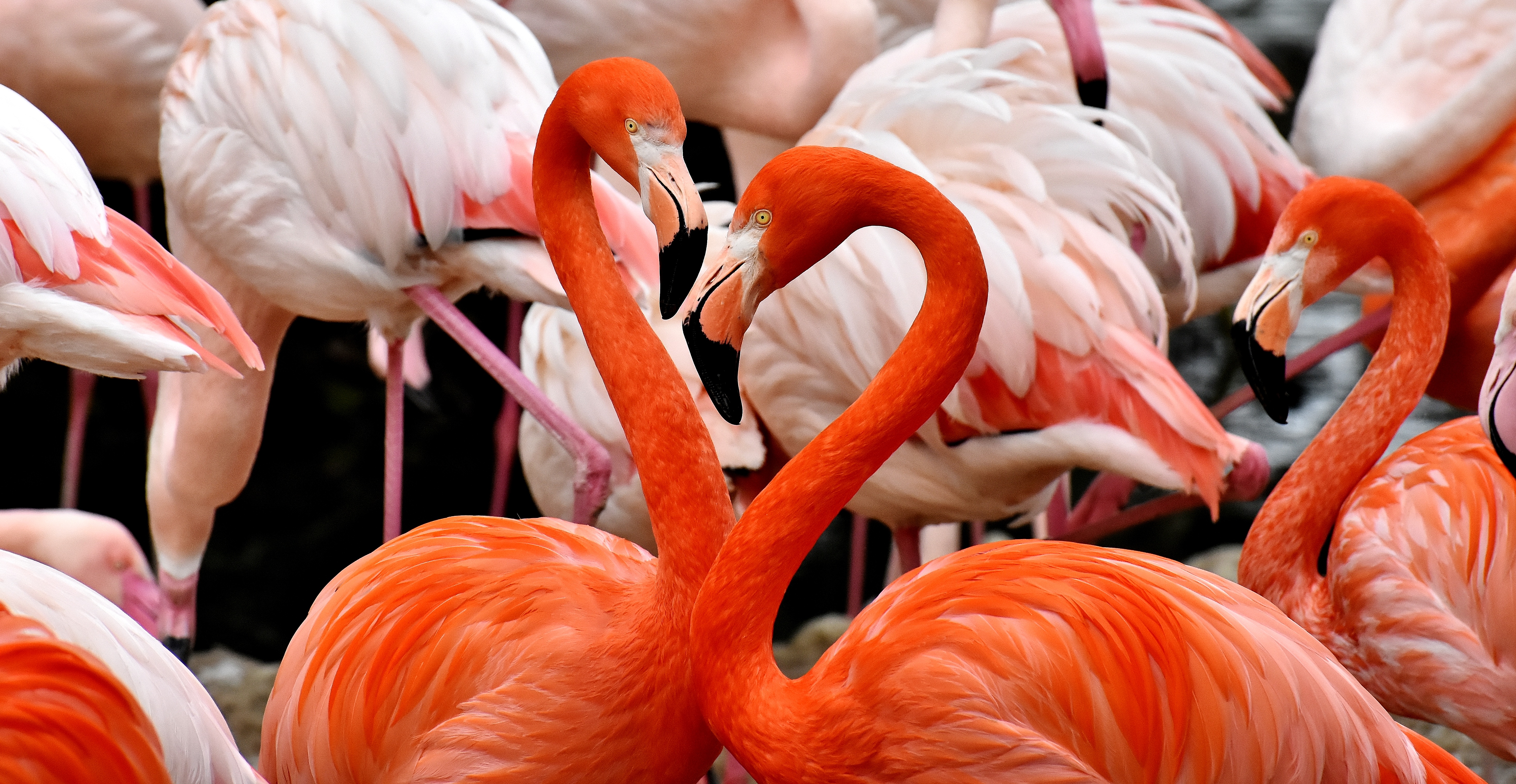 flamingo, birds, feather, colorful, animals, colourful