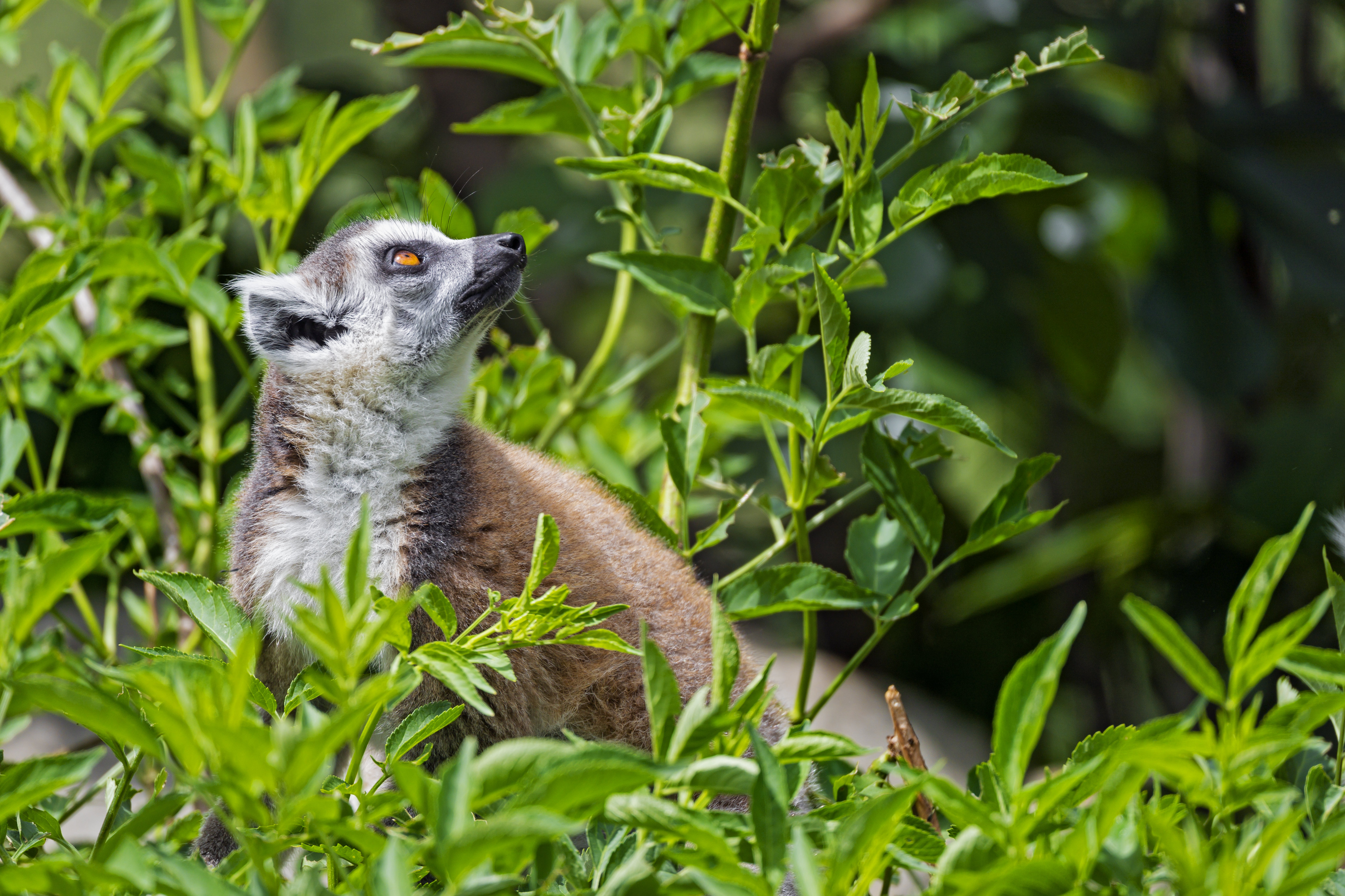 Handy-Wallpaper Tiere, Profil, Grass, Tier, Lemur kostenlos herunterladen.