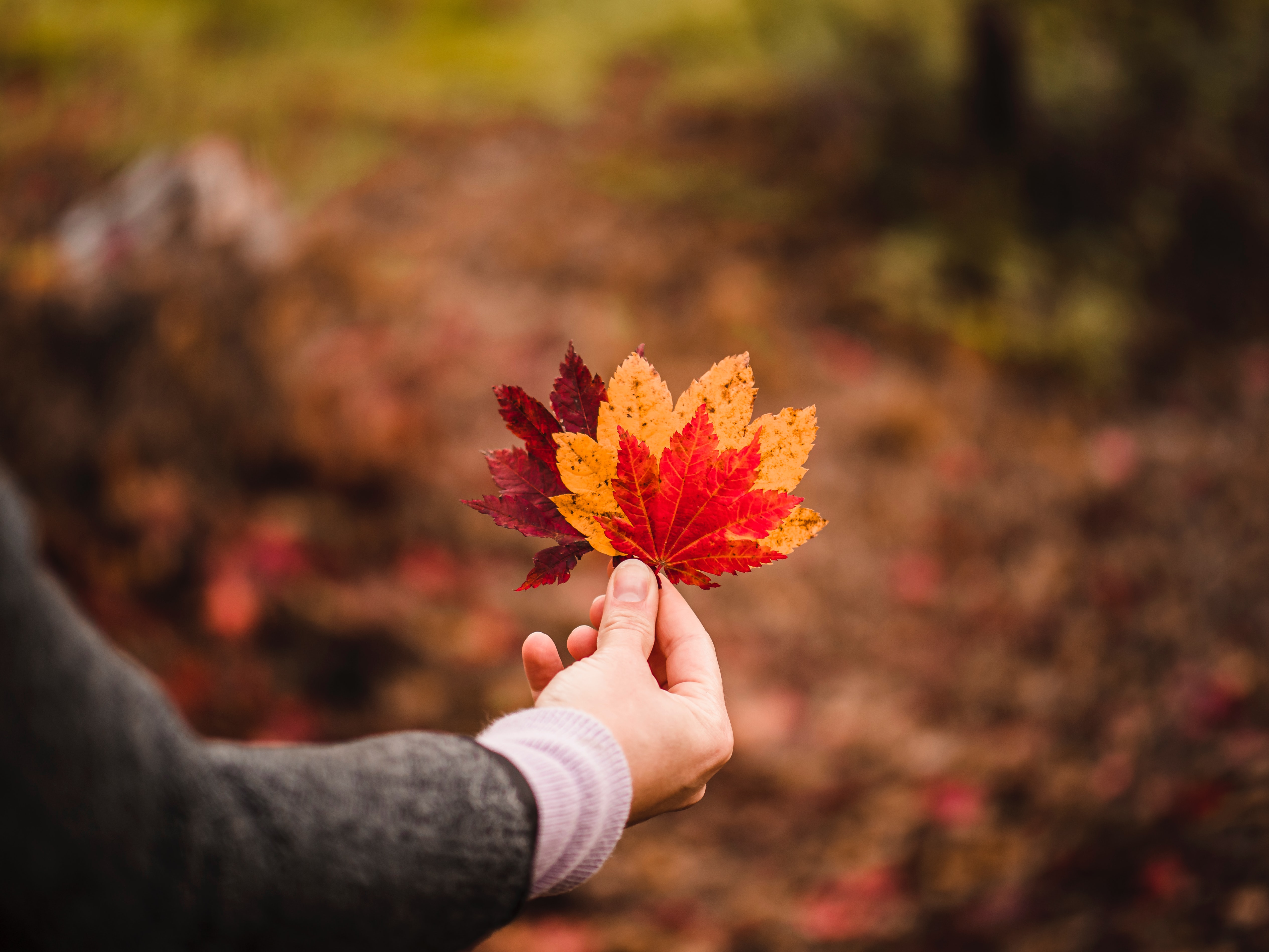 Laden Sie das Hand, Verschiedenes, Fokus, Venen, Blätter, Sonstige, Herbst-Bild kostenlos auf Ihren PC-Desktop herunter