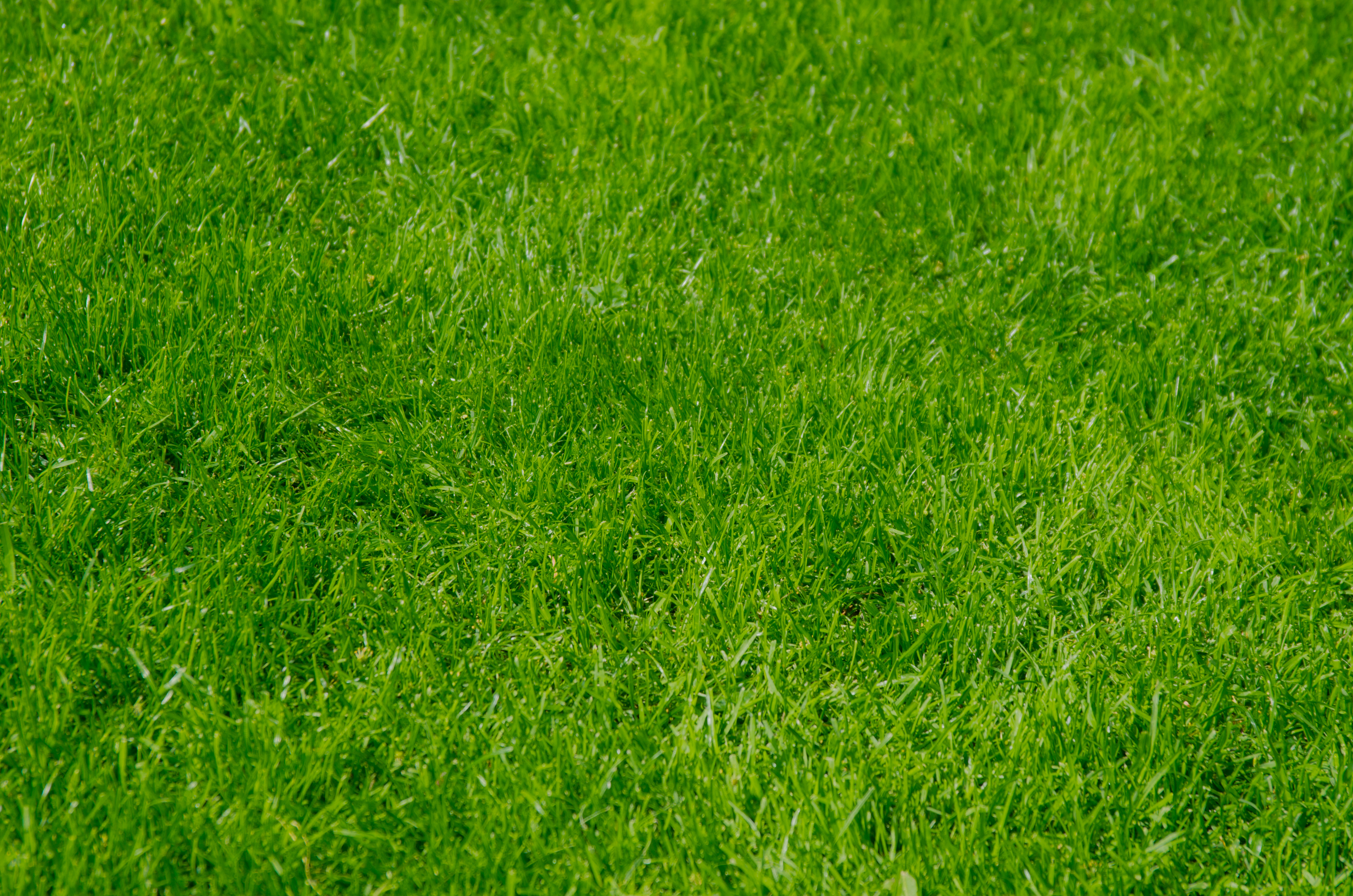 Download mobile wallpaper Nature, Grass, Summer for free.
