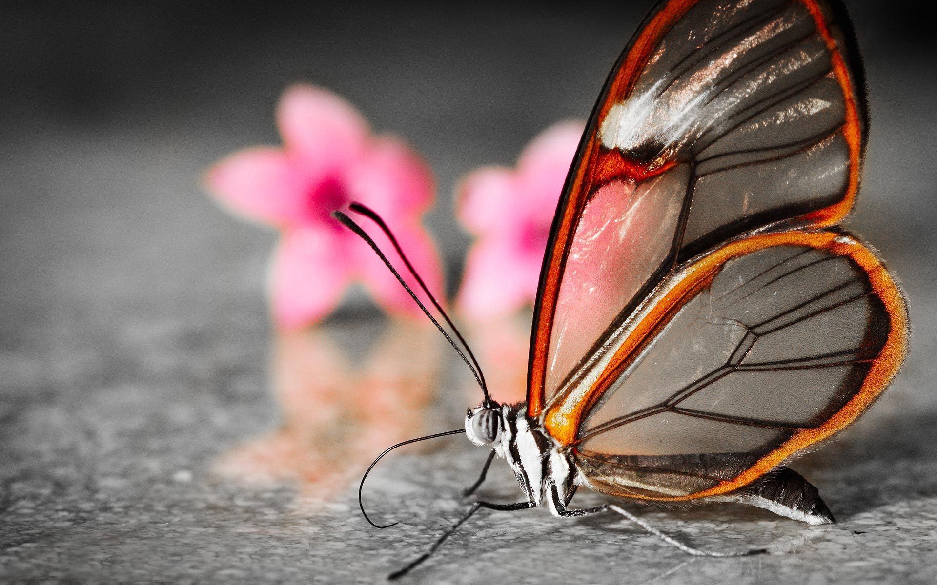 Download mobile wallpaper Macro, Flower, Butterfly, Wings, Patterns for free.