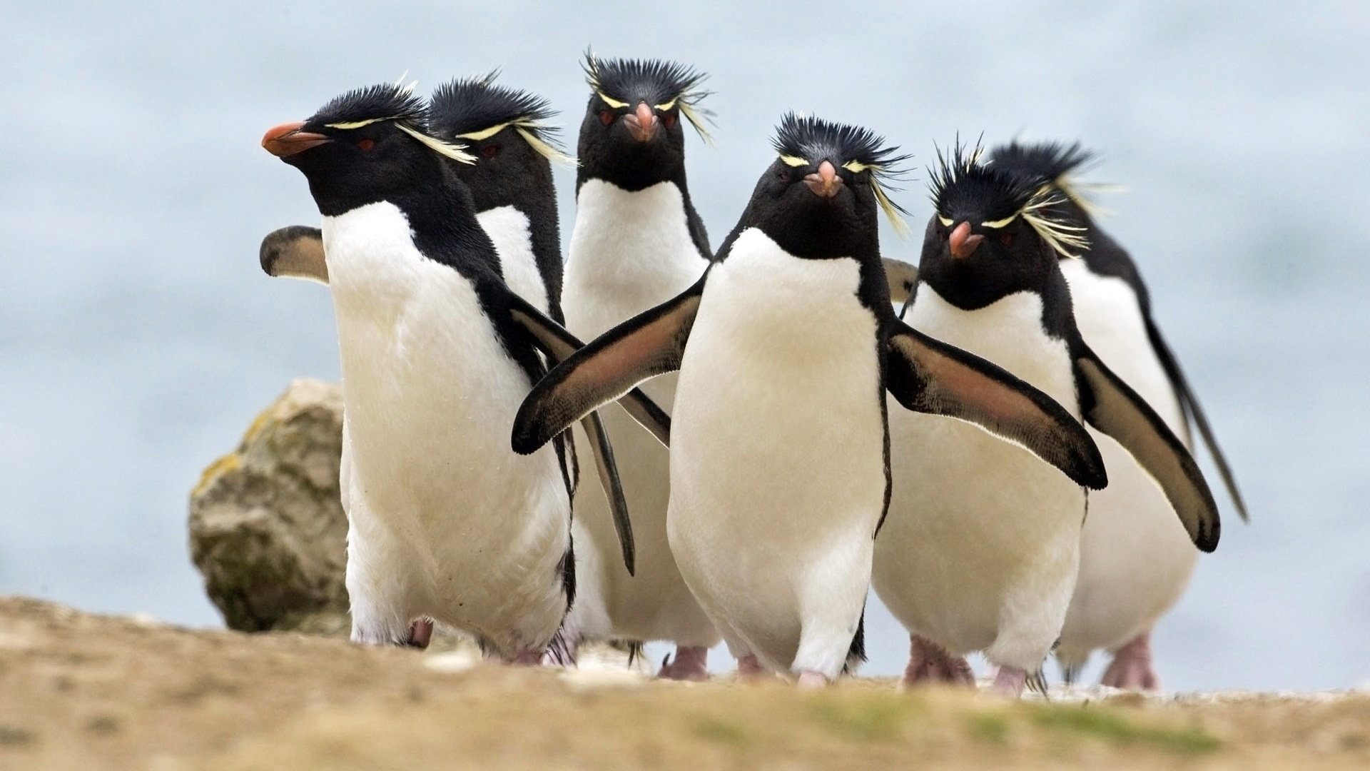 pinguins, animals wallpapers for tablet