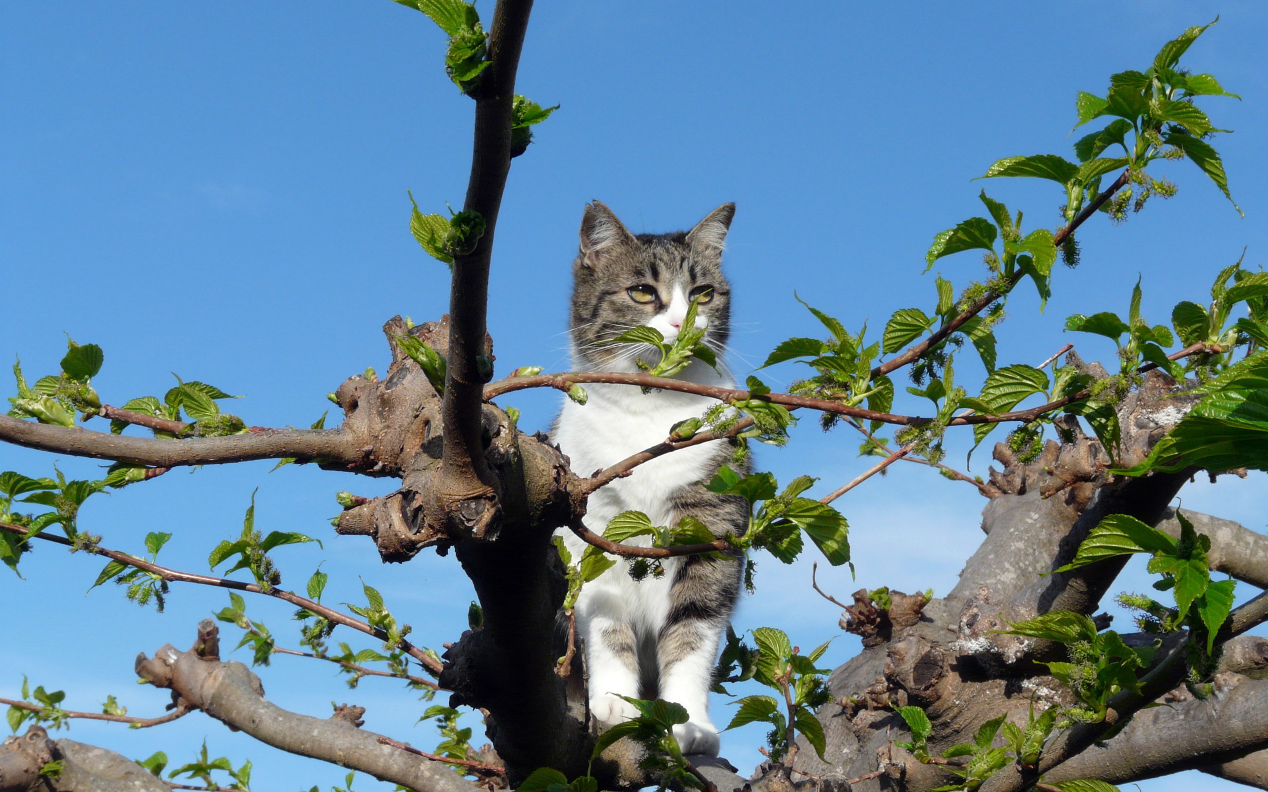 Картинка кот на дереве