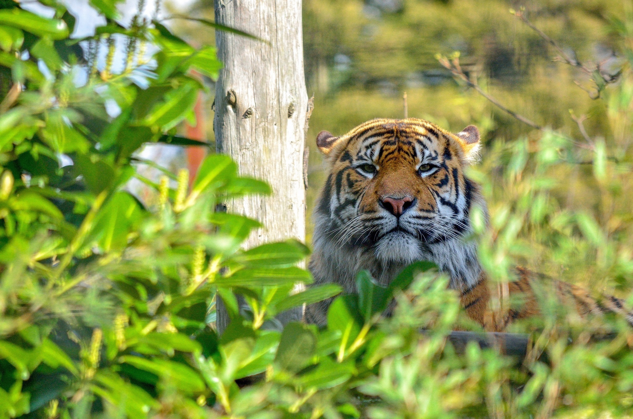 animals, muzzle, predator, relaxation, rest, tiger, wild cat, wildcat, thickets, thicket Image for desktop
