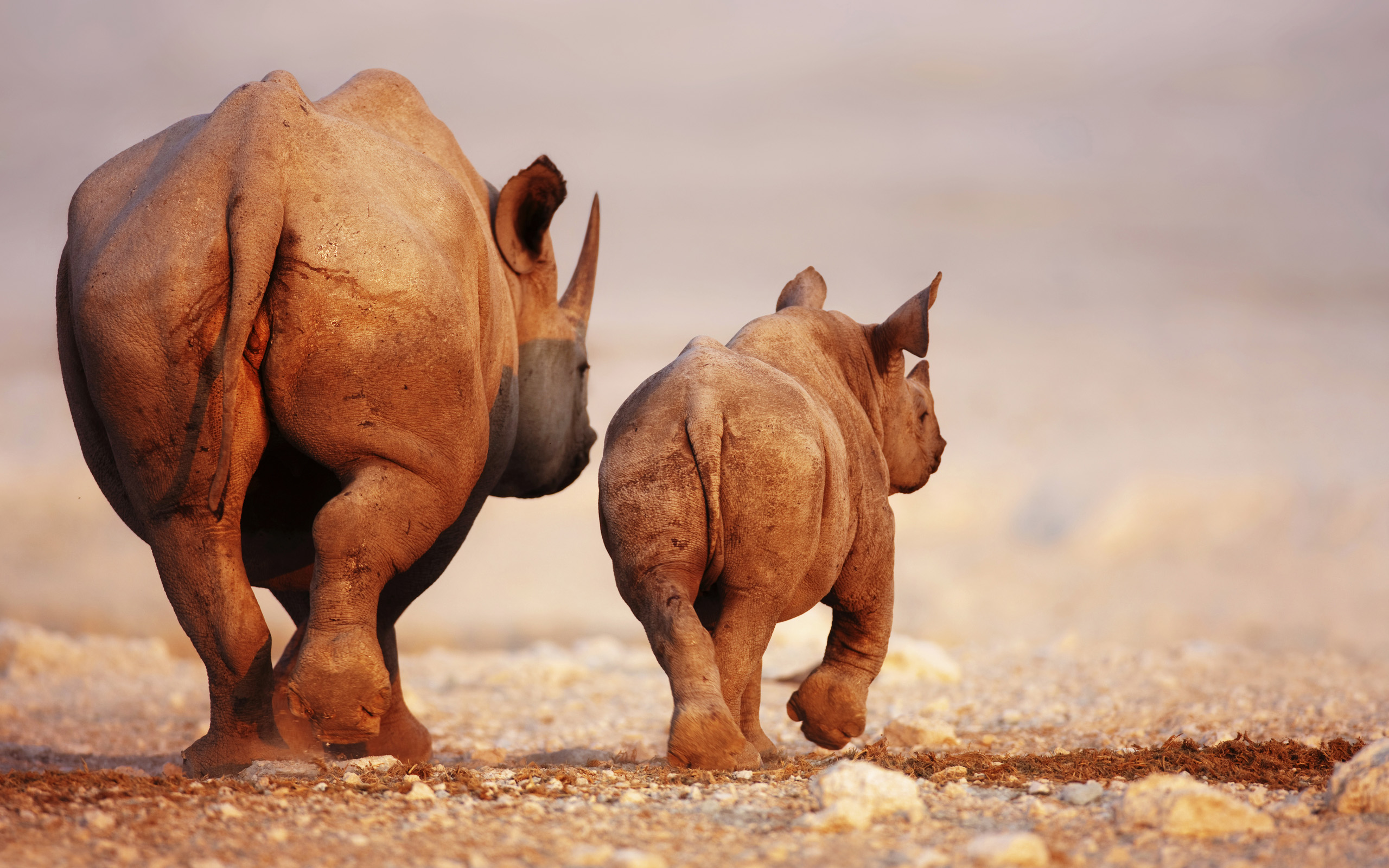 281222 скачать обои носорог, животные - заставки и картинки бесплатно