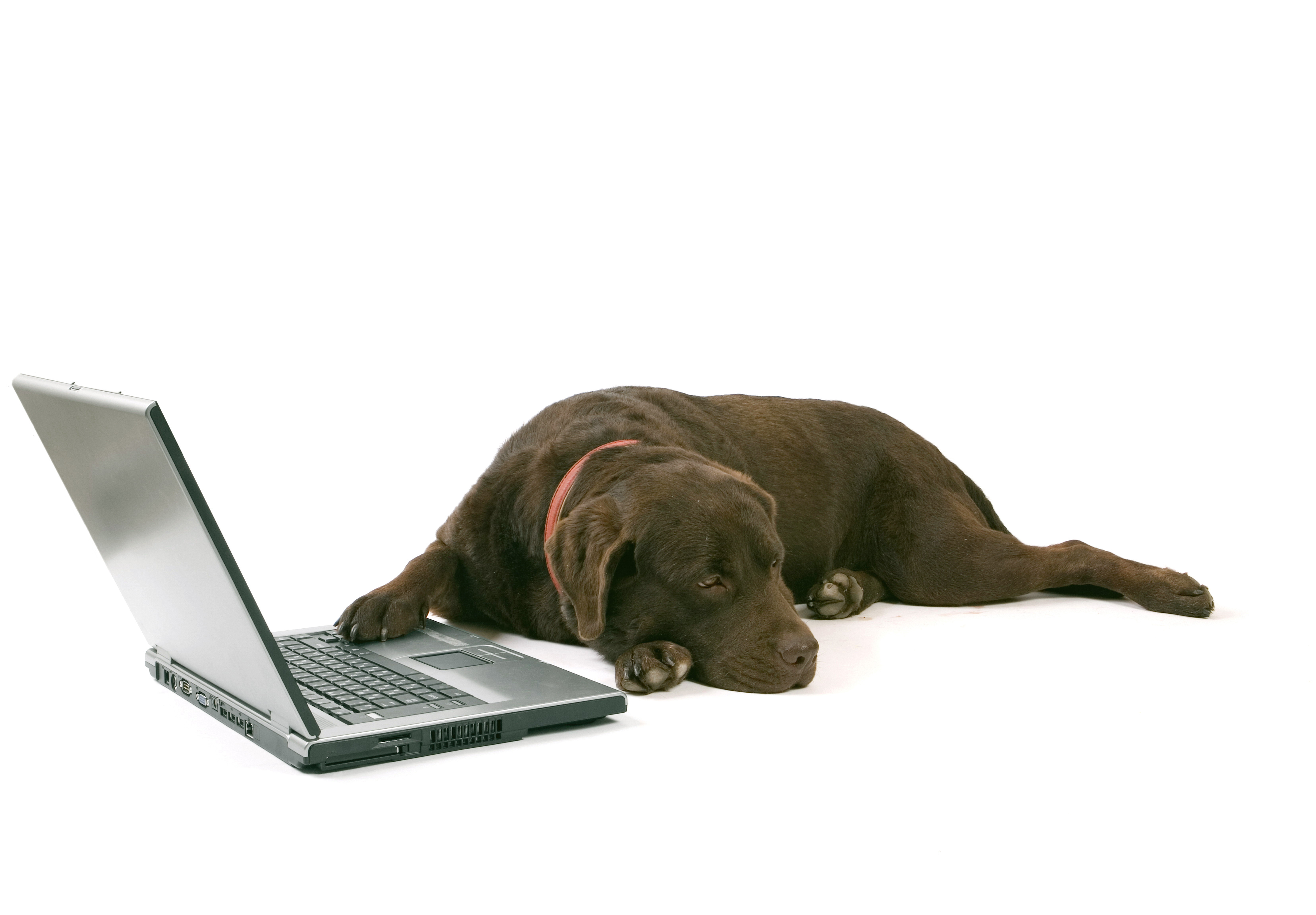 Собака с компьютером