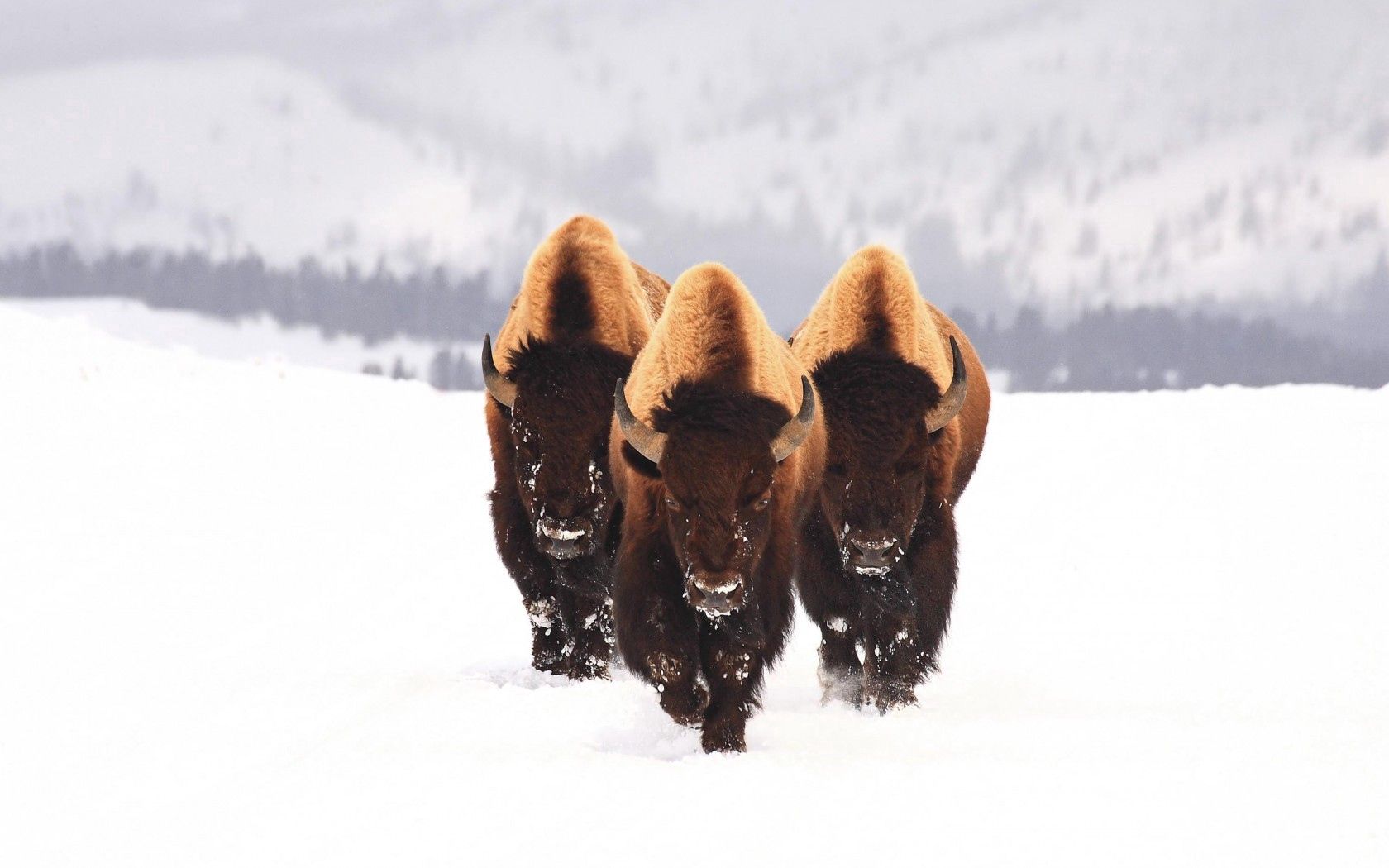 Mobile wallpaper bison, winter, animals, snow, three, aurochs