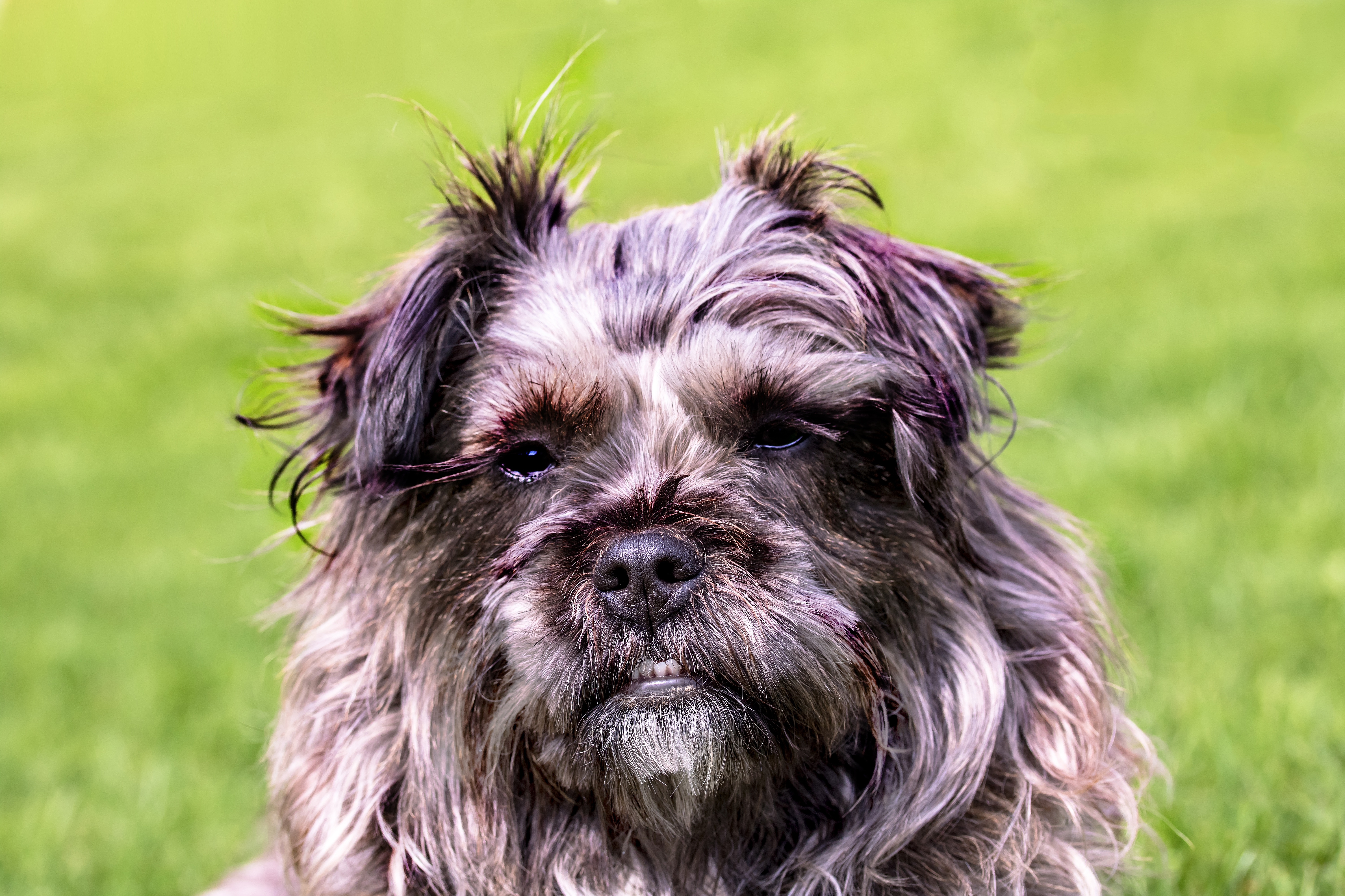 animals, grin, dog, muzzle, shaggy for android