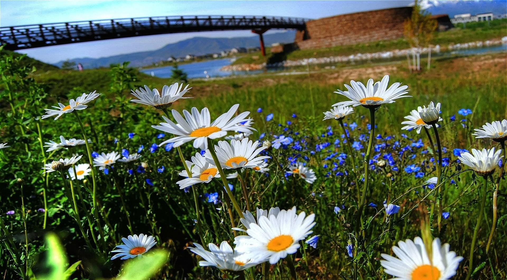 Laden Sie das Flüsse, Kamille, Brücke, Polyana, Glade, Blumen-Bild kostenlos auf Ihren PC-Desktop herunter
