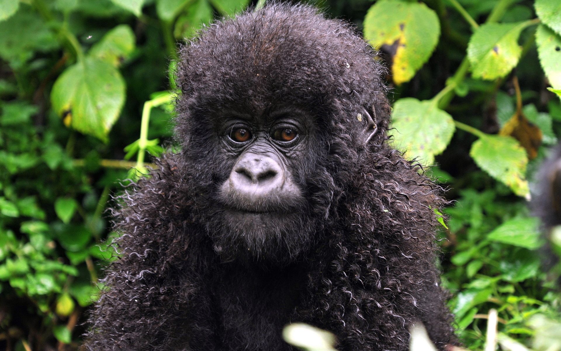 133843 télécharger l'image jeune, animaux, feuilles, un singe, singe, joey, boucles - fonds d'écran et économiseurs d'écran gratuits