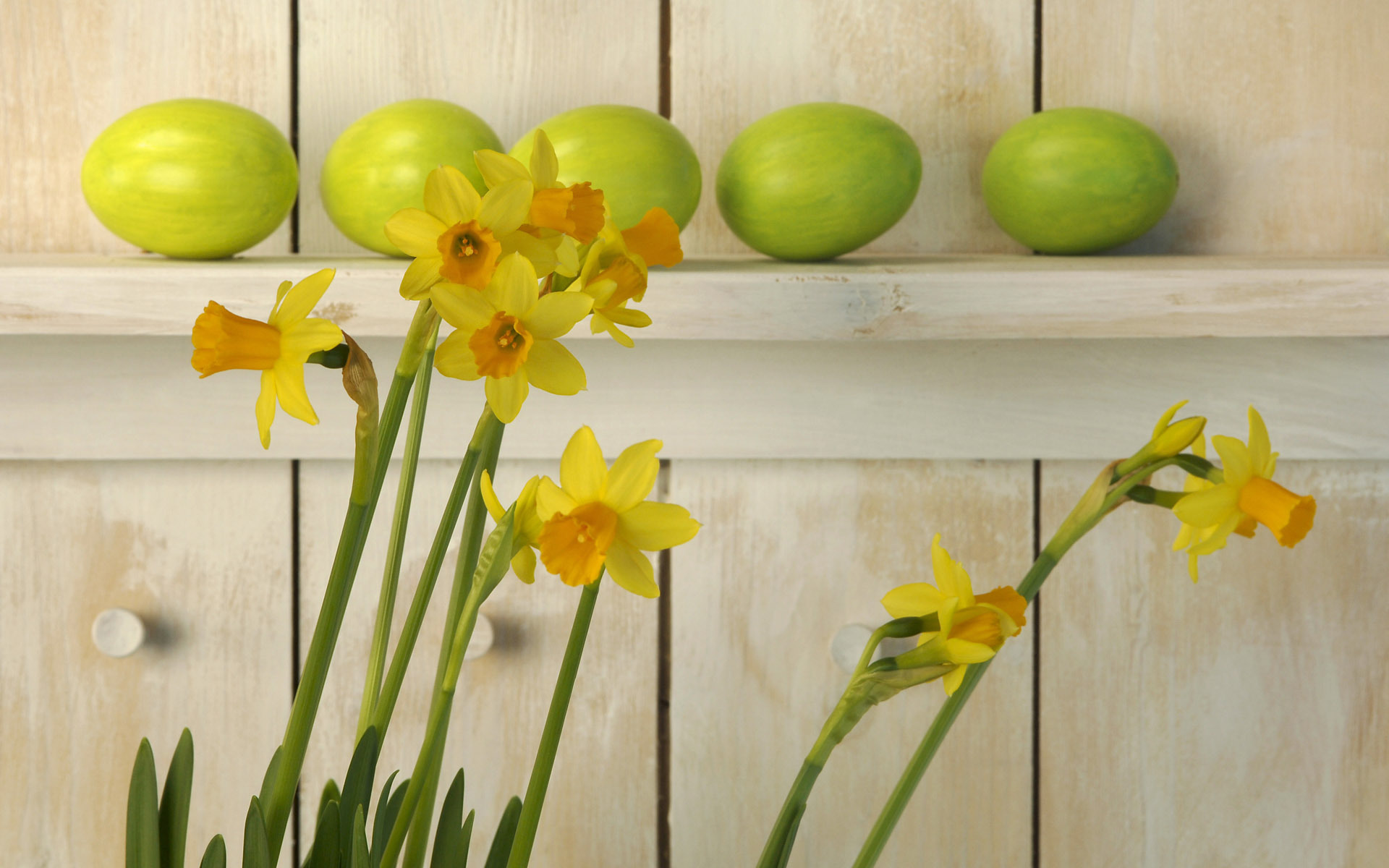 plants, flowers, narcissussi, yellow QHD