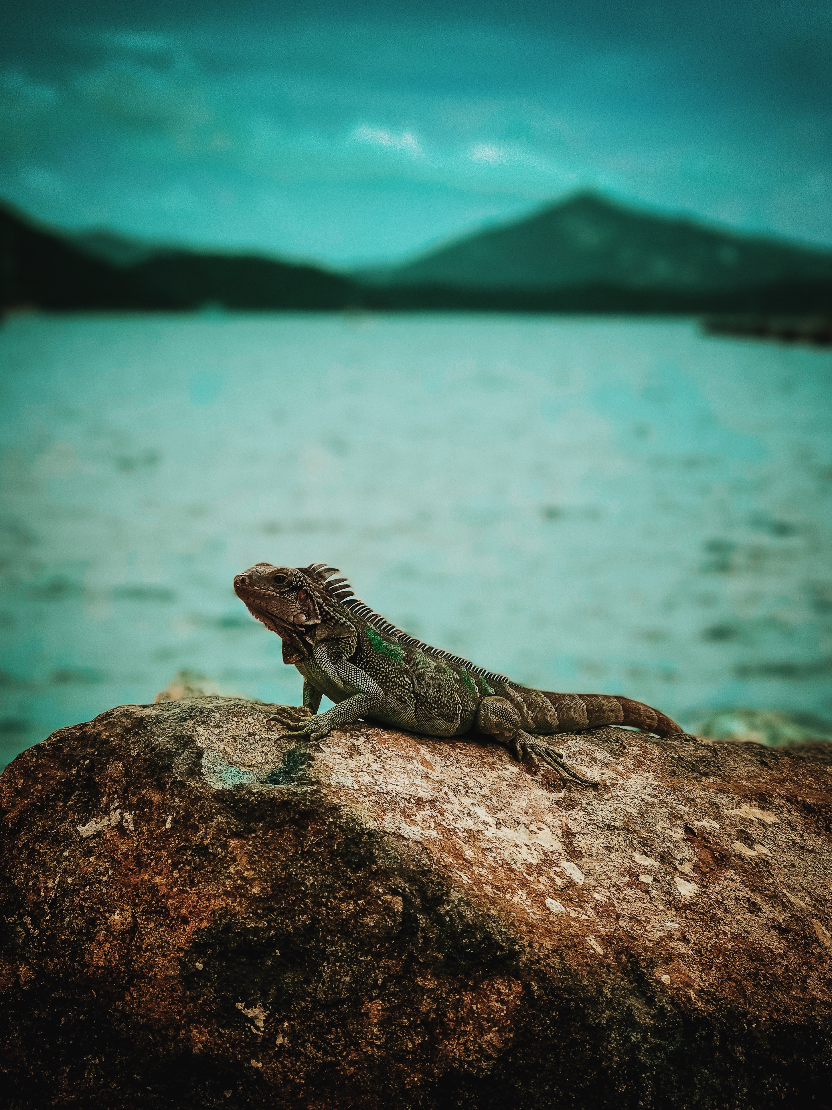 Free download wallpaper Rock, Reptile, Animals, Iguana, Stone on your PC desktop