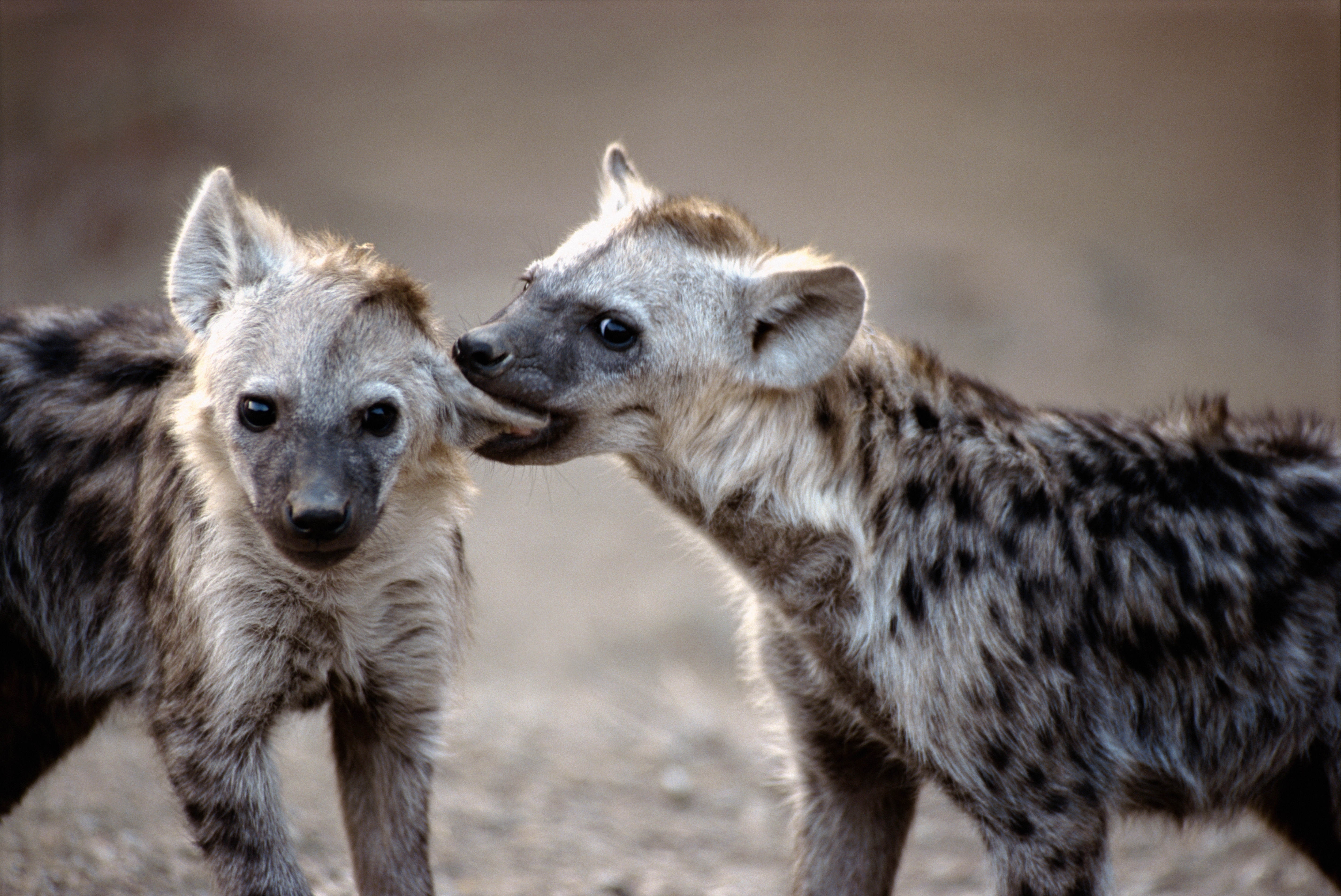 96823 Hintergrundbild herunterladen tiere, paar, raubtiere, hyänen - Bildschirmschoner und Bilder kostenlos