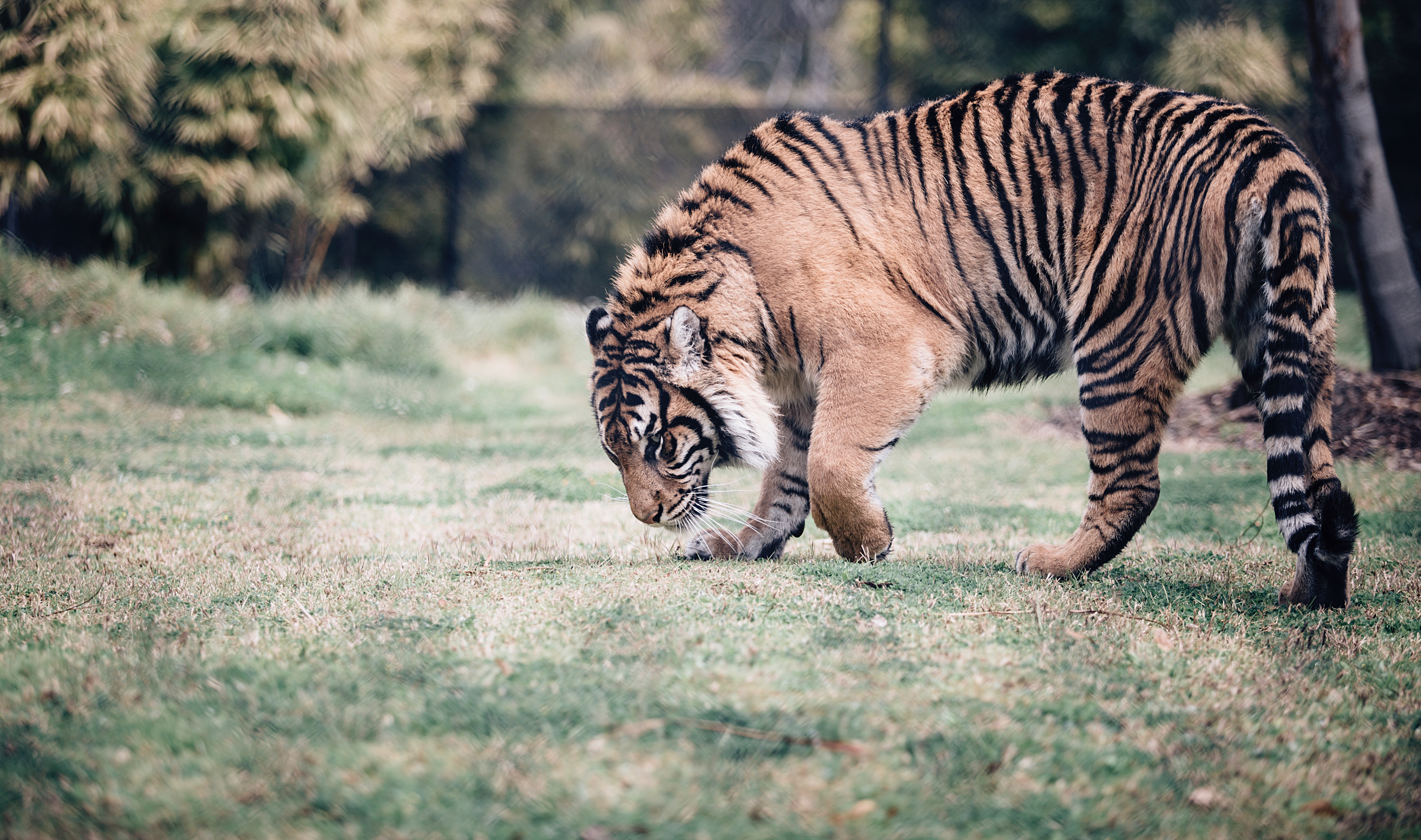 Download mobile wallpaper Tiger, Animals, Predator, Stroll, Grass for free.