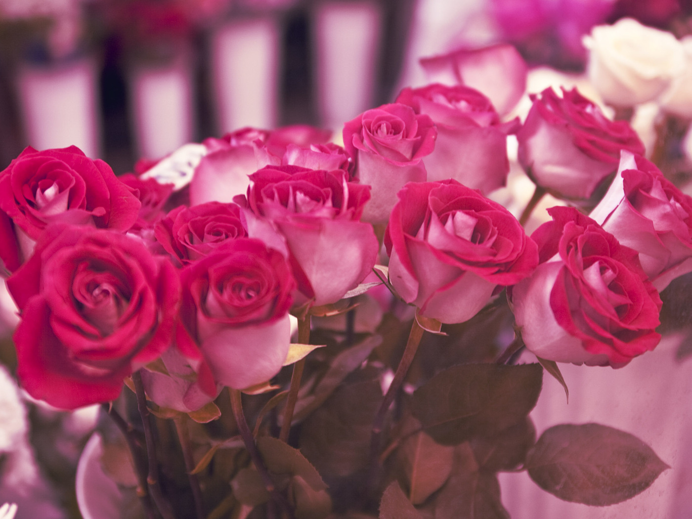 11613 descargar fondo de pantalla postales, plantas, flores, roses, 8 de marzo día de la mujer, rojo: protectores de pantalla e imágenes gratis