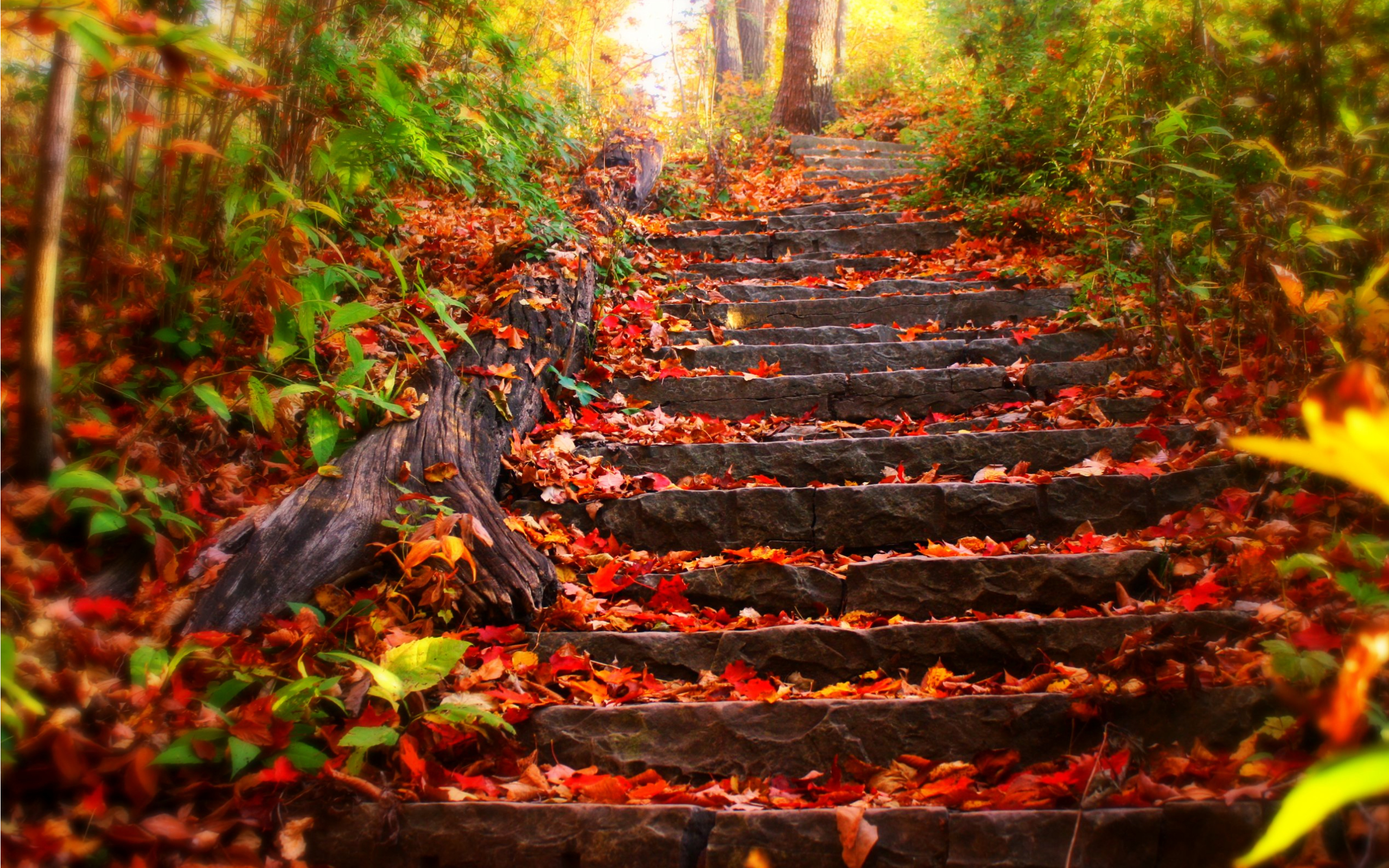 Осень лестница