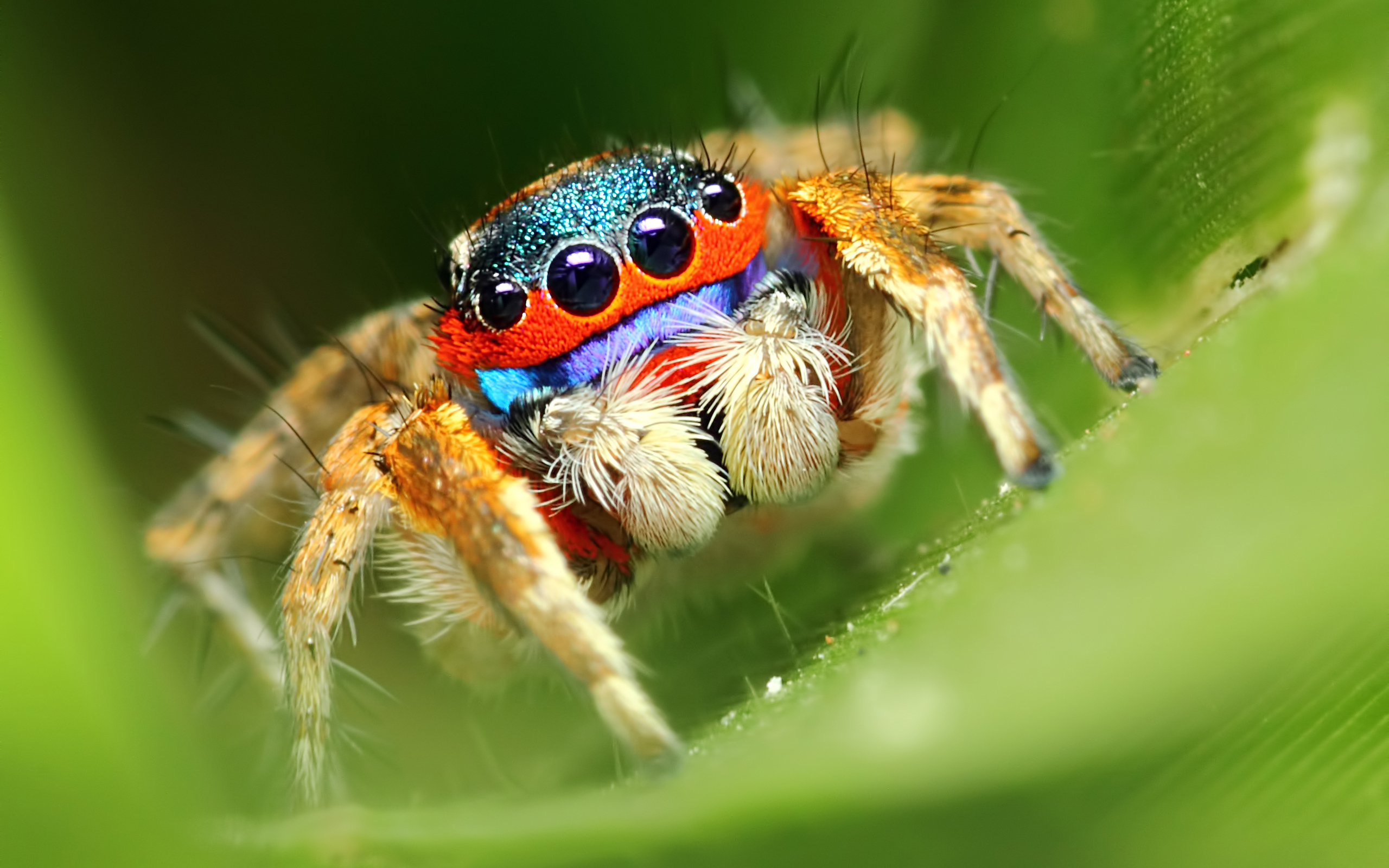311730 Bild herunterladen tiere, spinne, springspinnen, spinnen - Hintergrundbilder und Bildschirmschoner kostenlos