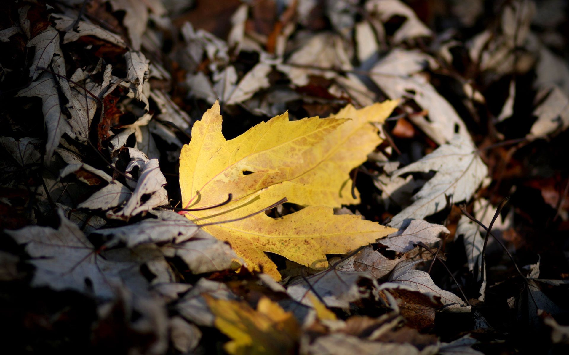 nature, autumn, yellow, bright, sheet, leaf, maple