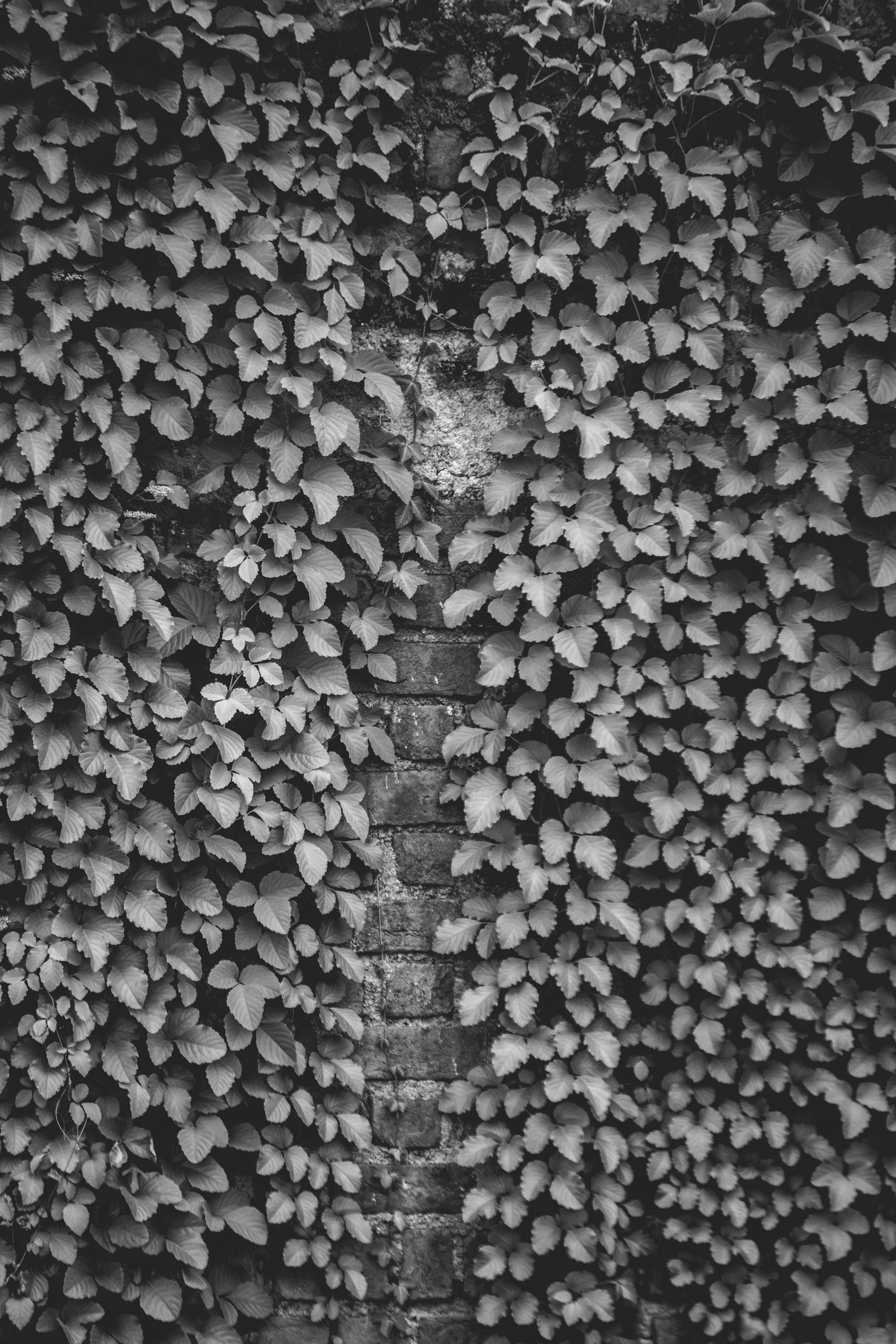 Download mobile wallpaper Miscellanea, Miscellaneous, Chb, Ivy, Wall, Plant, Bw, Brick for free.