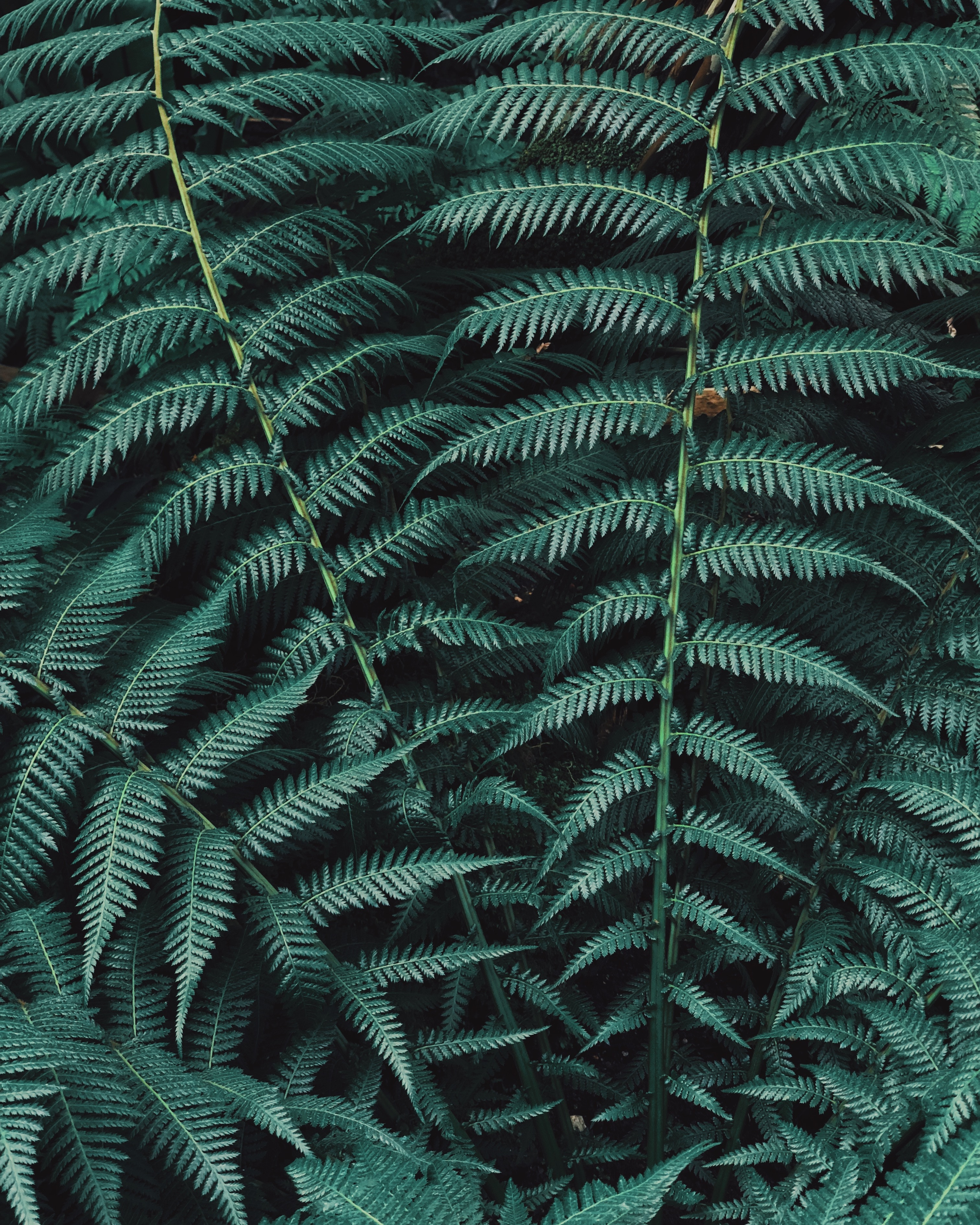 nature, leaves, green, plant, fern, carved 1080p