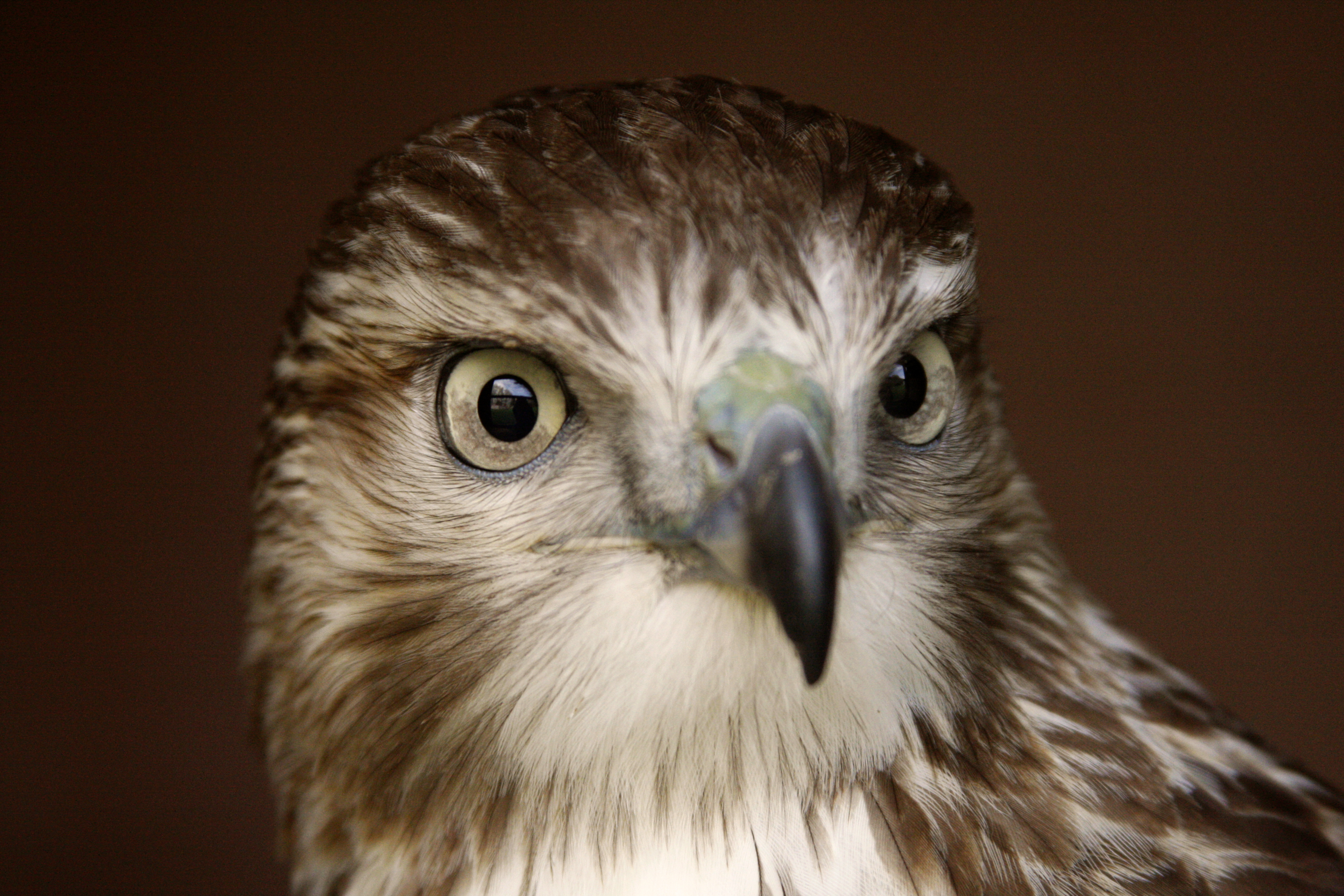 animal, hawk, birds desktop HD wallpaper