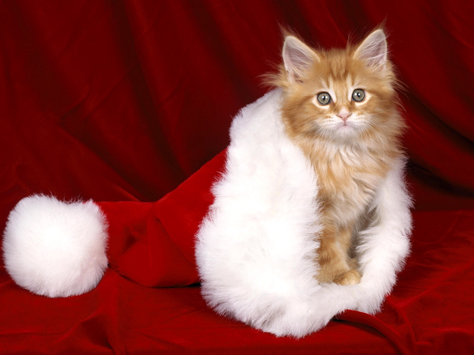 Free download wallpaper Animals, Cats, New Year, Christmas Xmas on your PC desktop
