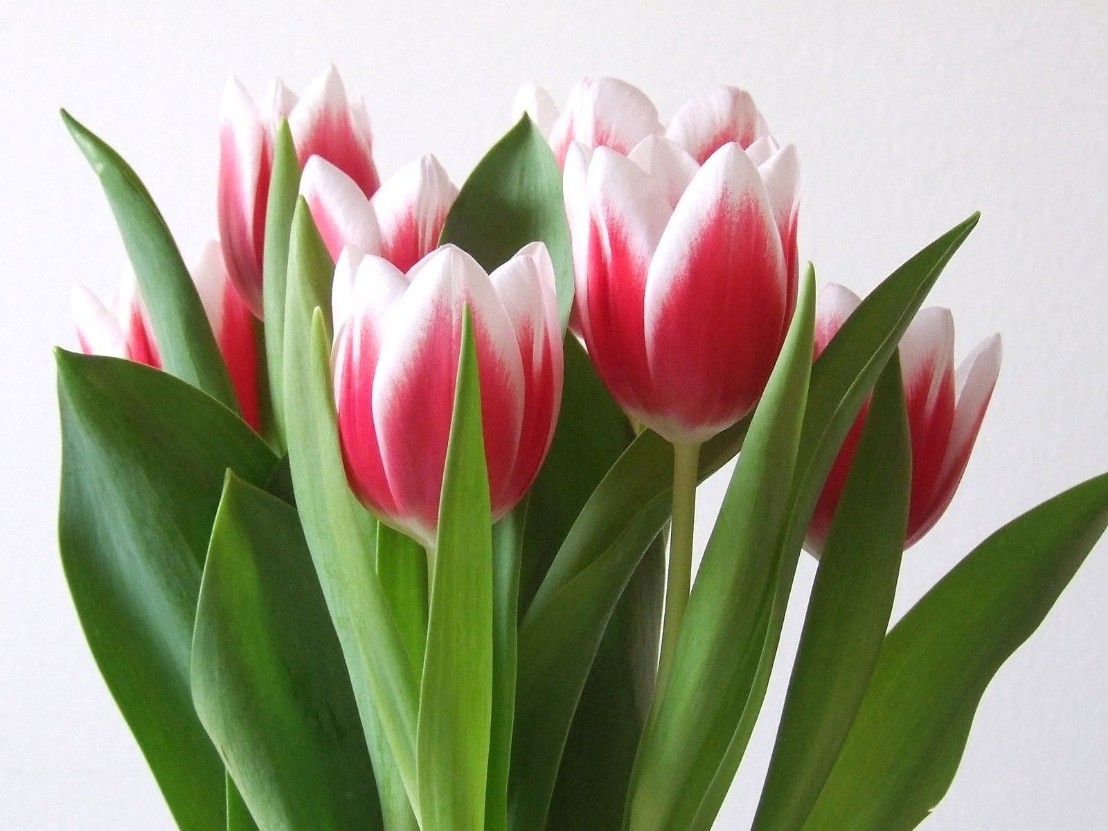 android tulips, flowers, bouquet, spring, variegated, mottled