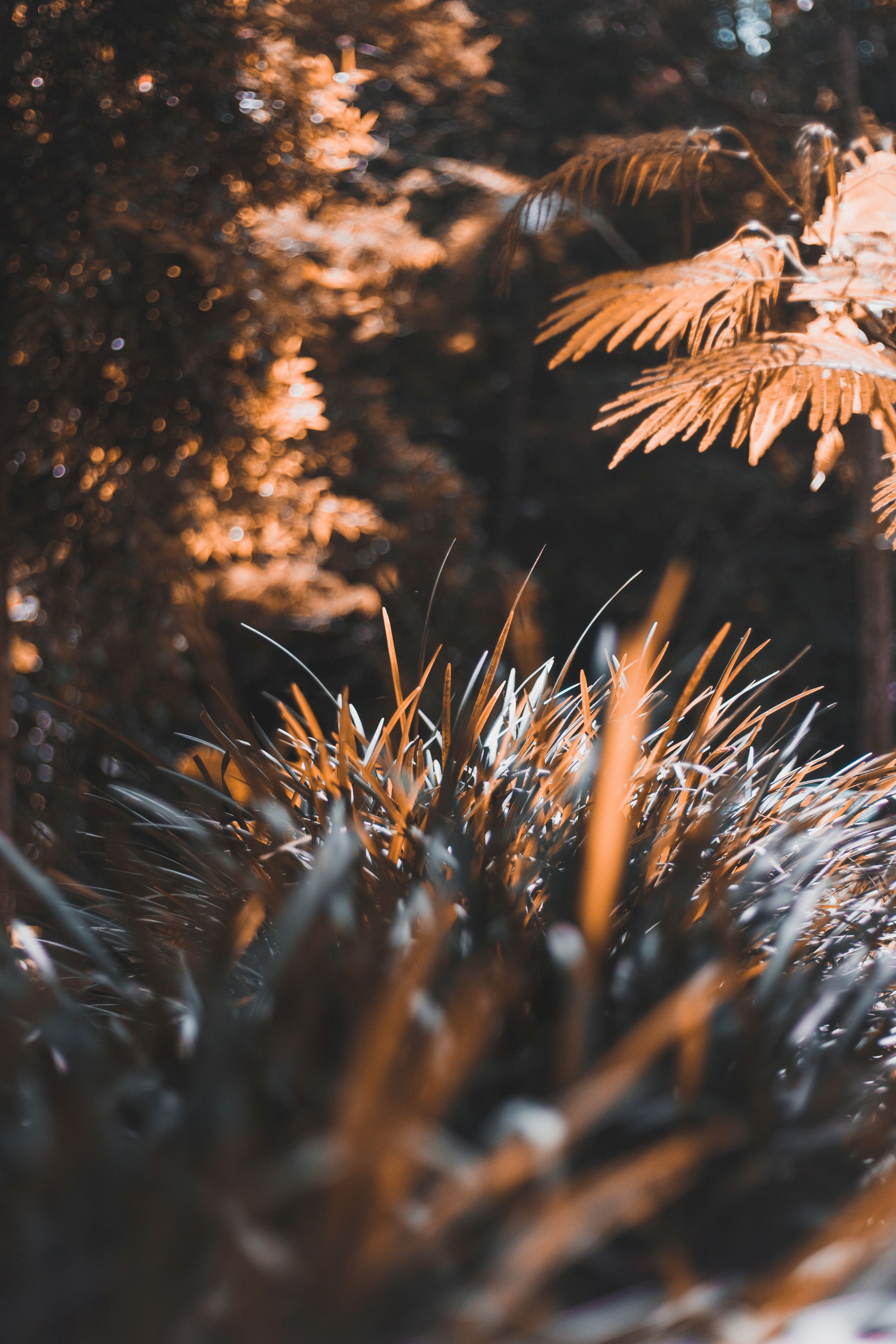 blur, plant, smooth, grass, leaves, macro HD wallpaper