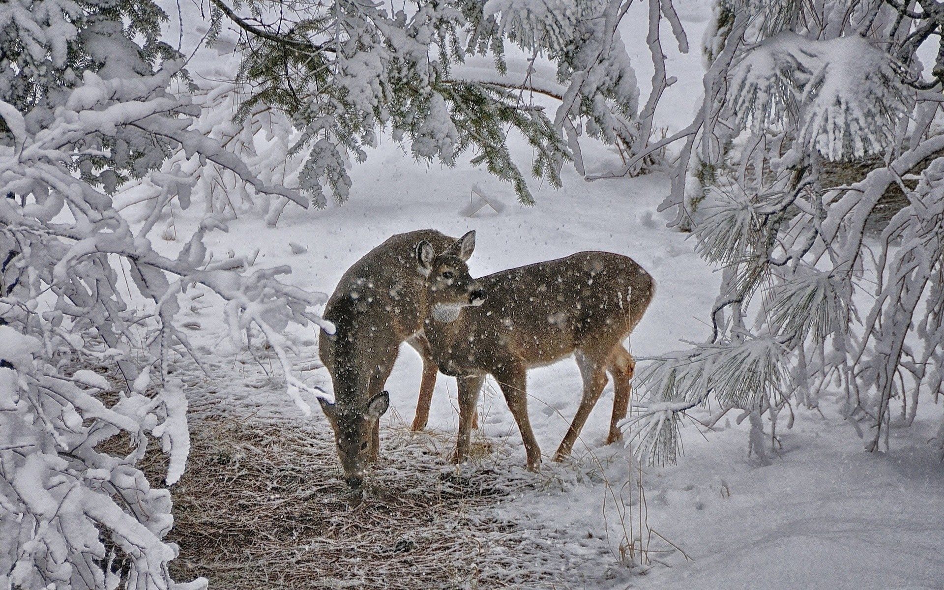 1920 x 1080 picture animals, trees, snow, deers