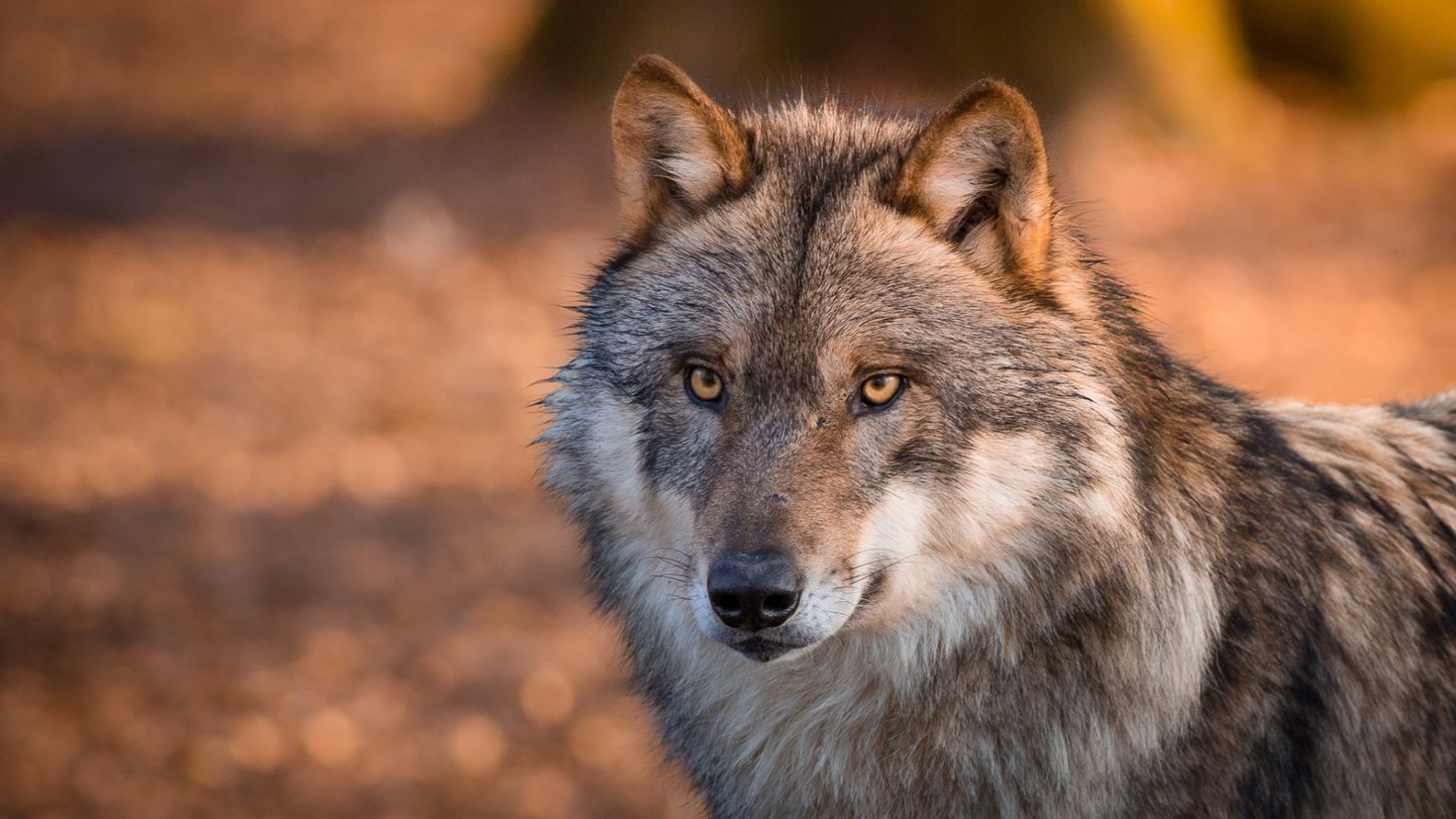 Загрузить фото картинка. Кавказский волк. Морда волка. Красивый волк. Взгляд волка.