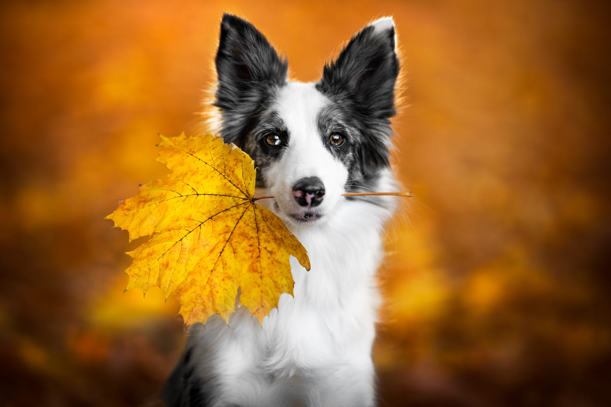 Leaf dog