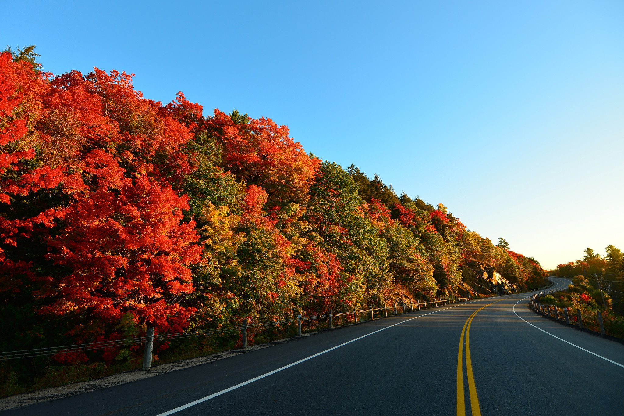 autumn, markup, nature, trees, road, turn cellphone